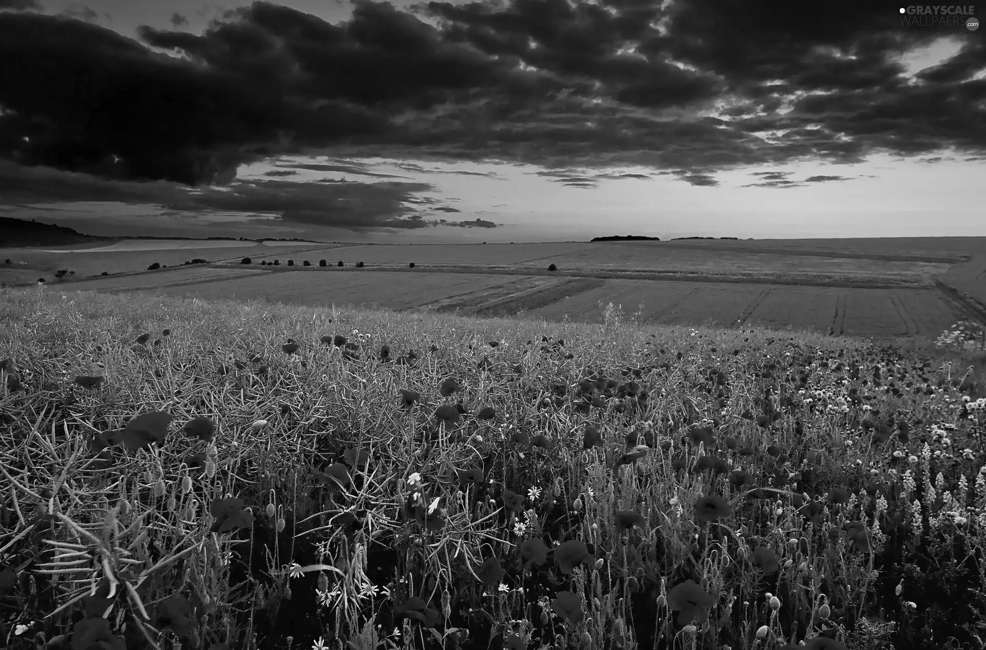 field, papavers, clouds, Red