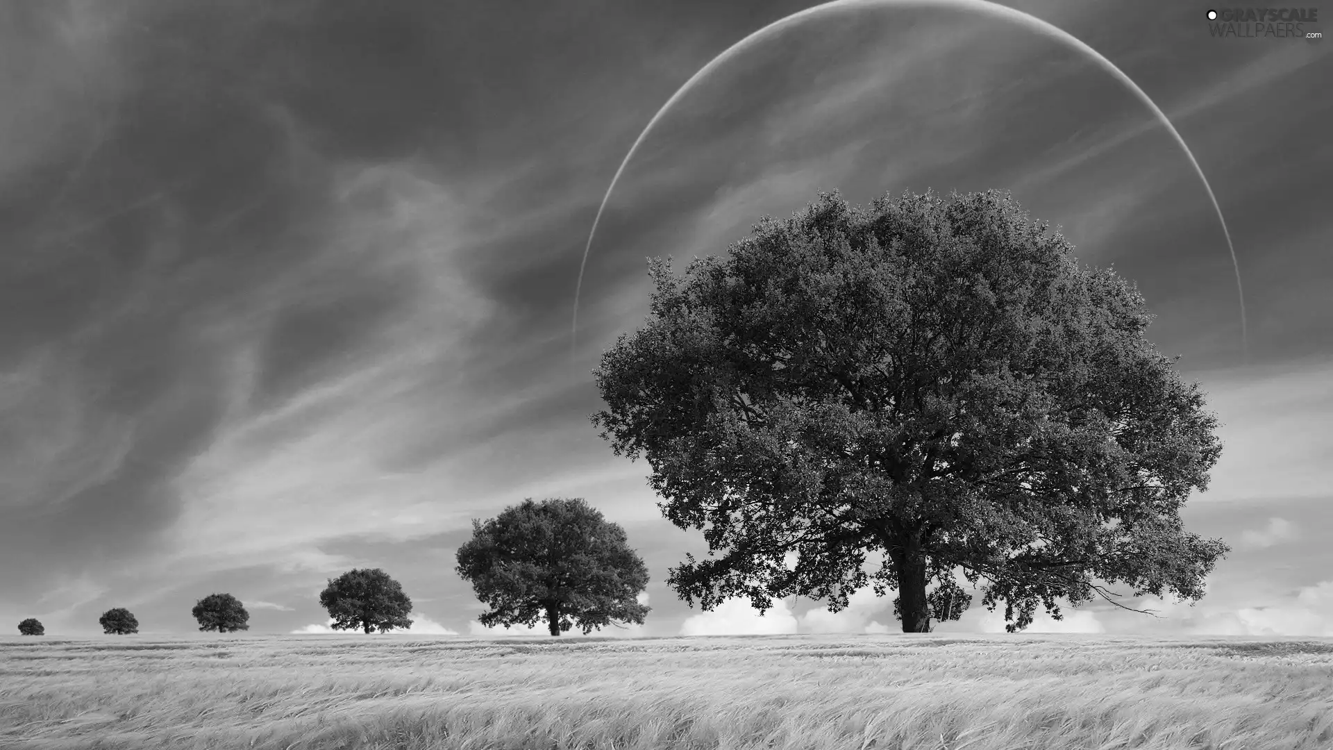 field, viewes, clouds, trees