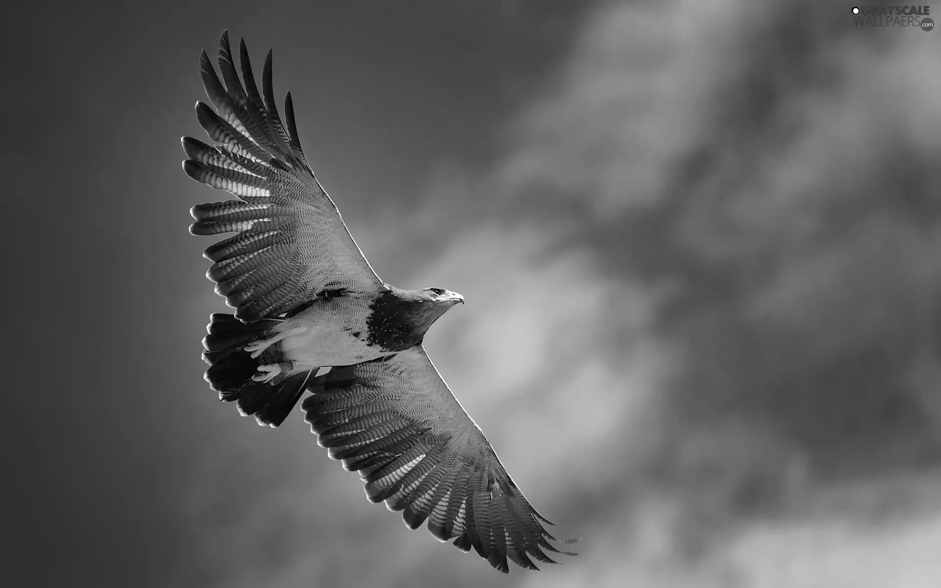 clouds, eagle, flight