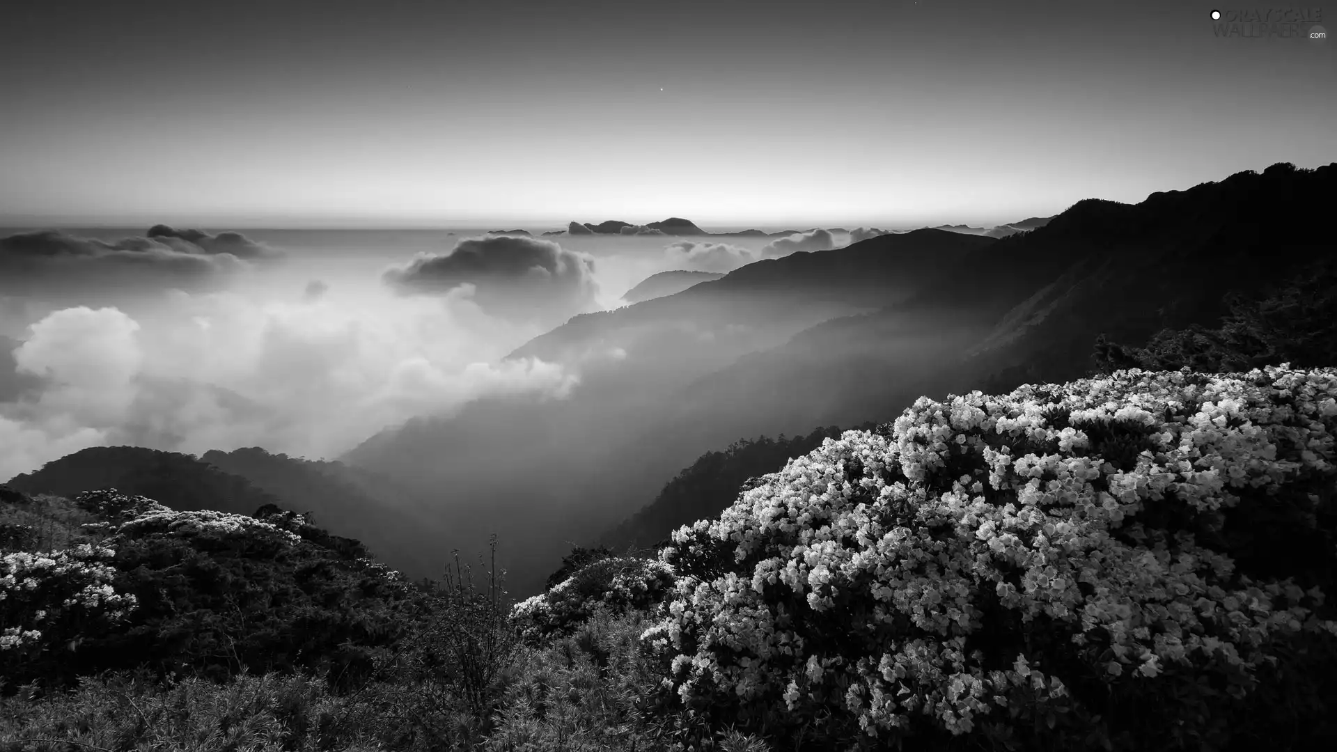 flower, Mountains, clouds, Bush
