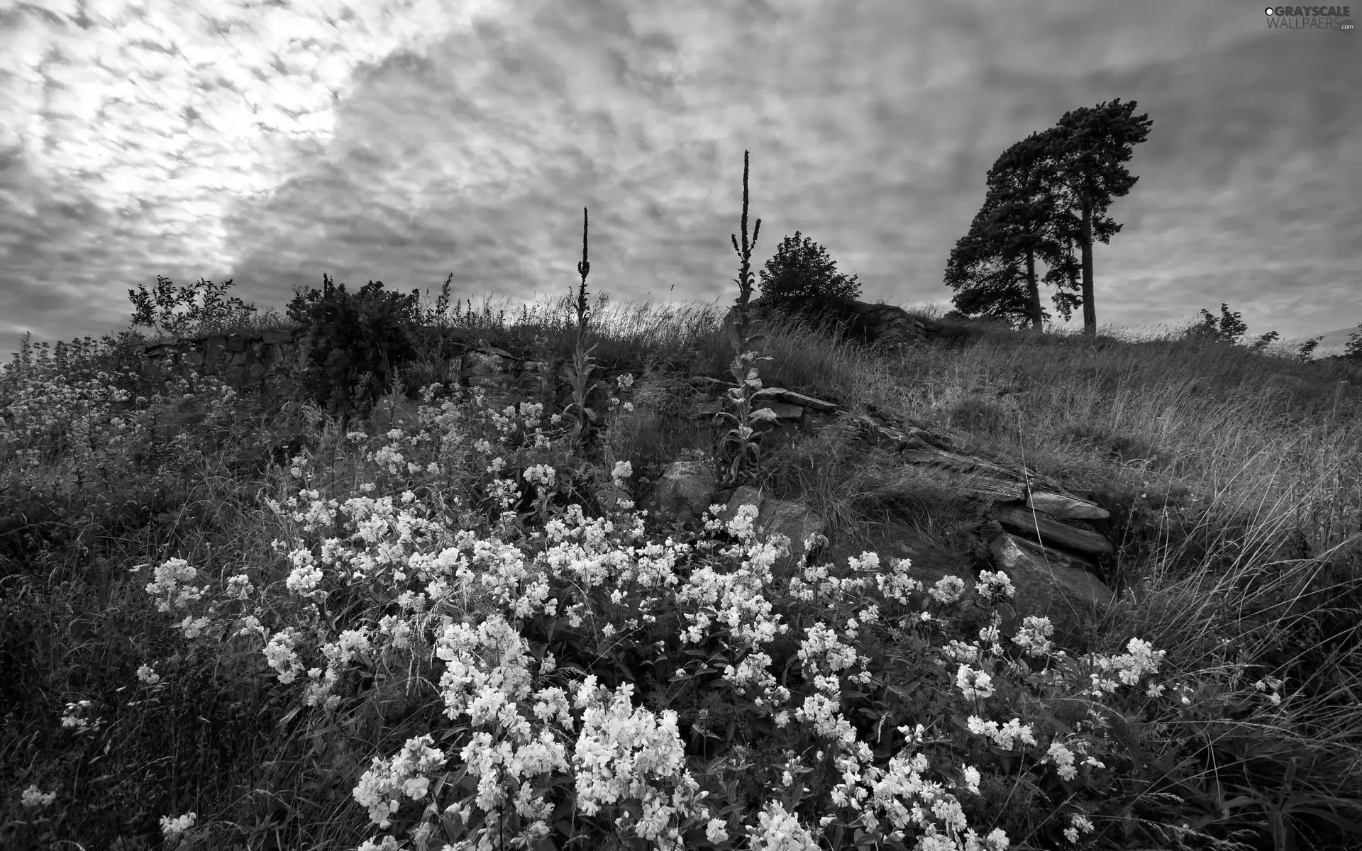 clouds, mountains, Flowers