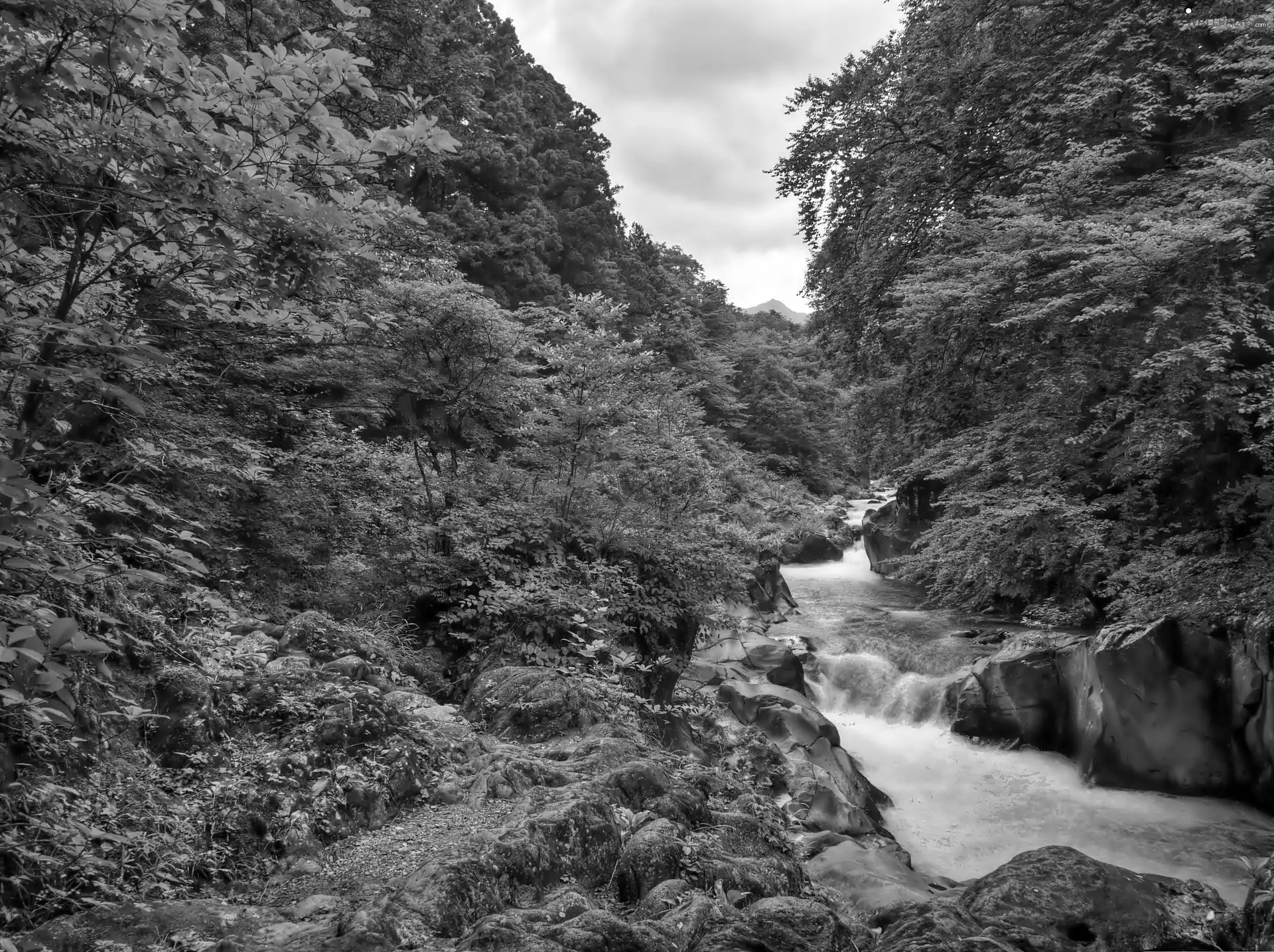 forest, rocks, clouds, River