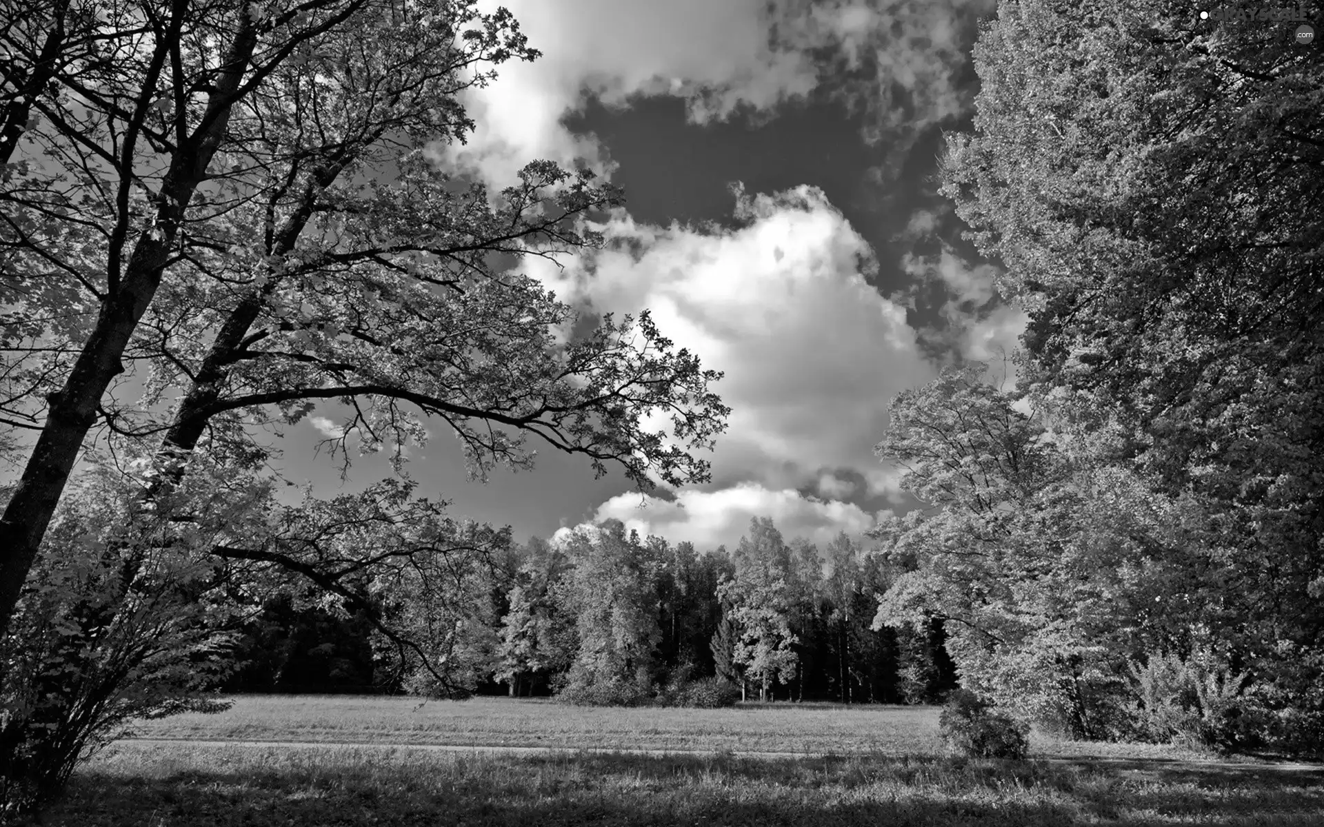 forest, Way, clouds, Meadow