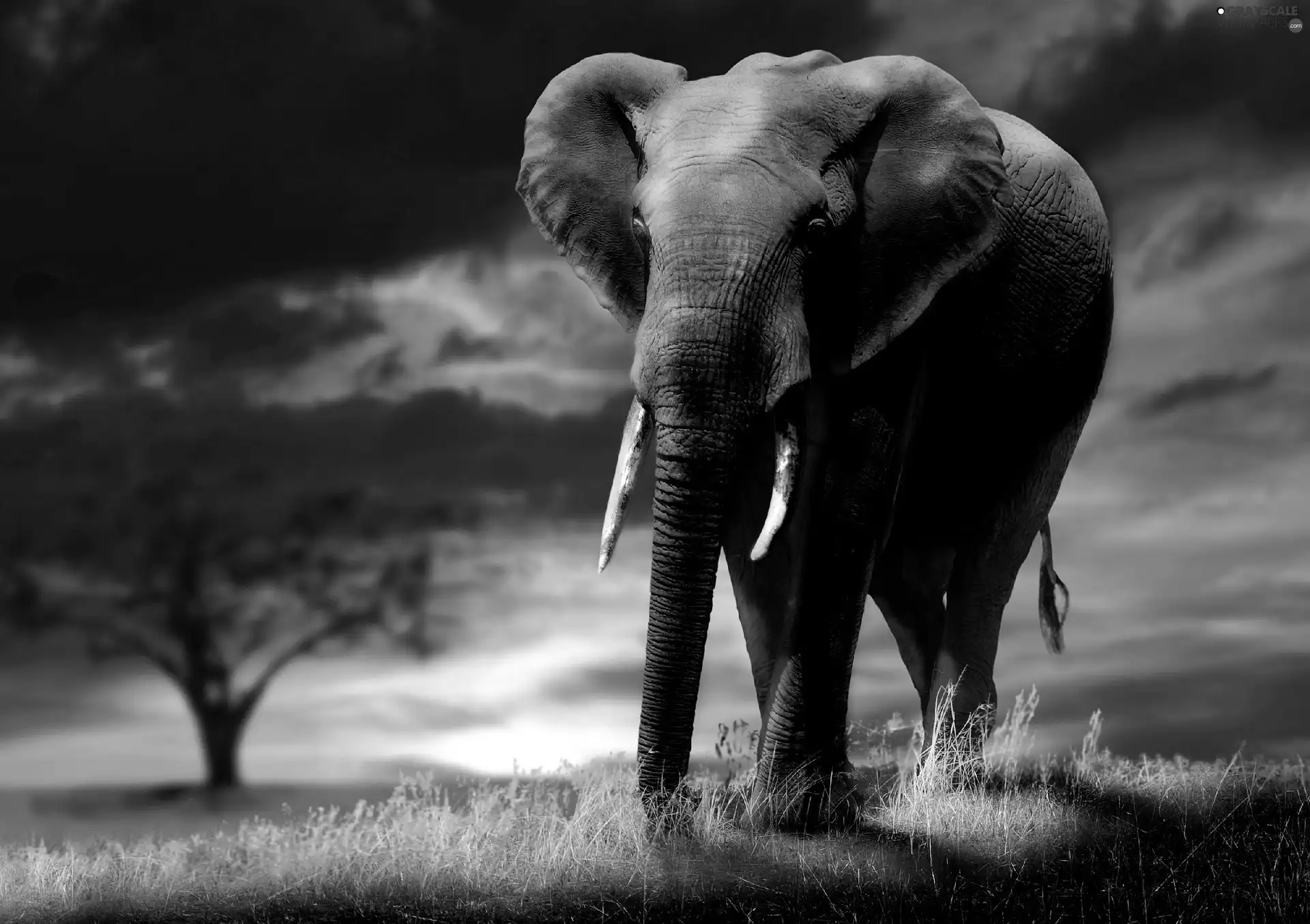 clouds, Elephant, grass