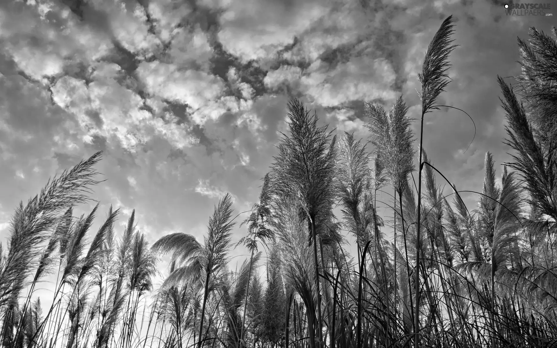 clouds, high, grass