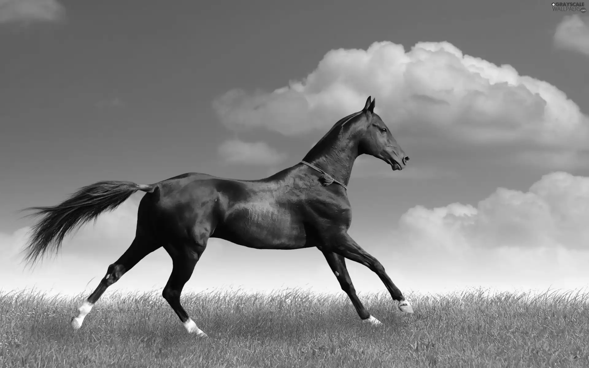 clouds, Horse, grass