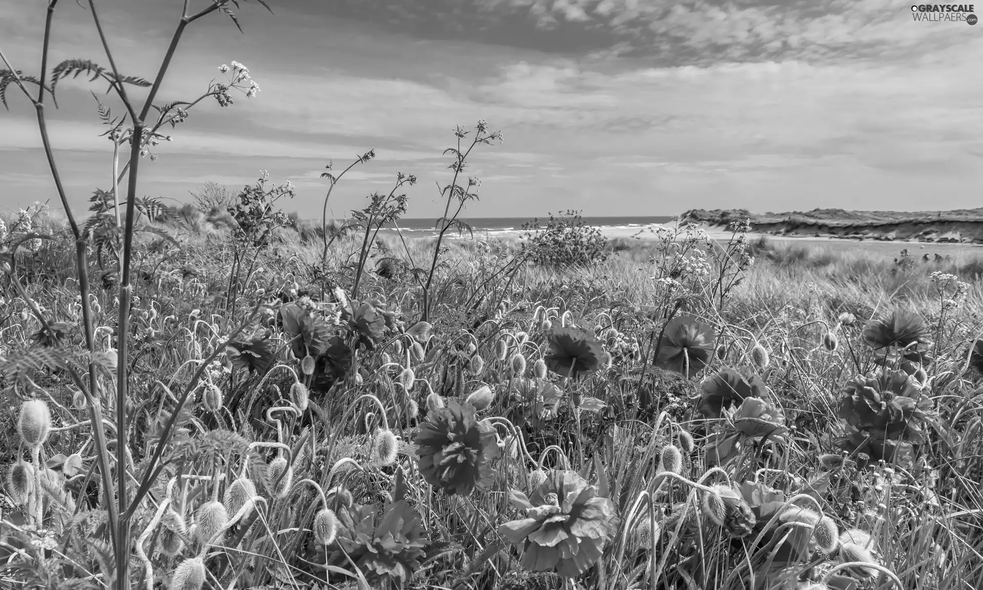 papavers, Meadow, Sky, clouds, sea, grass