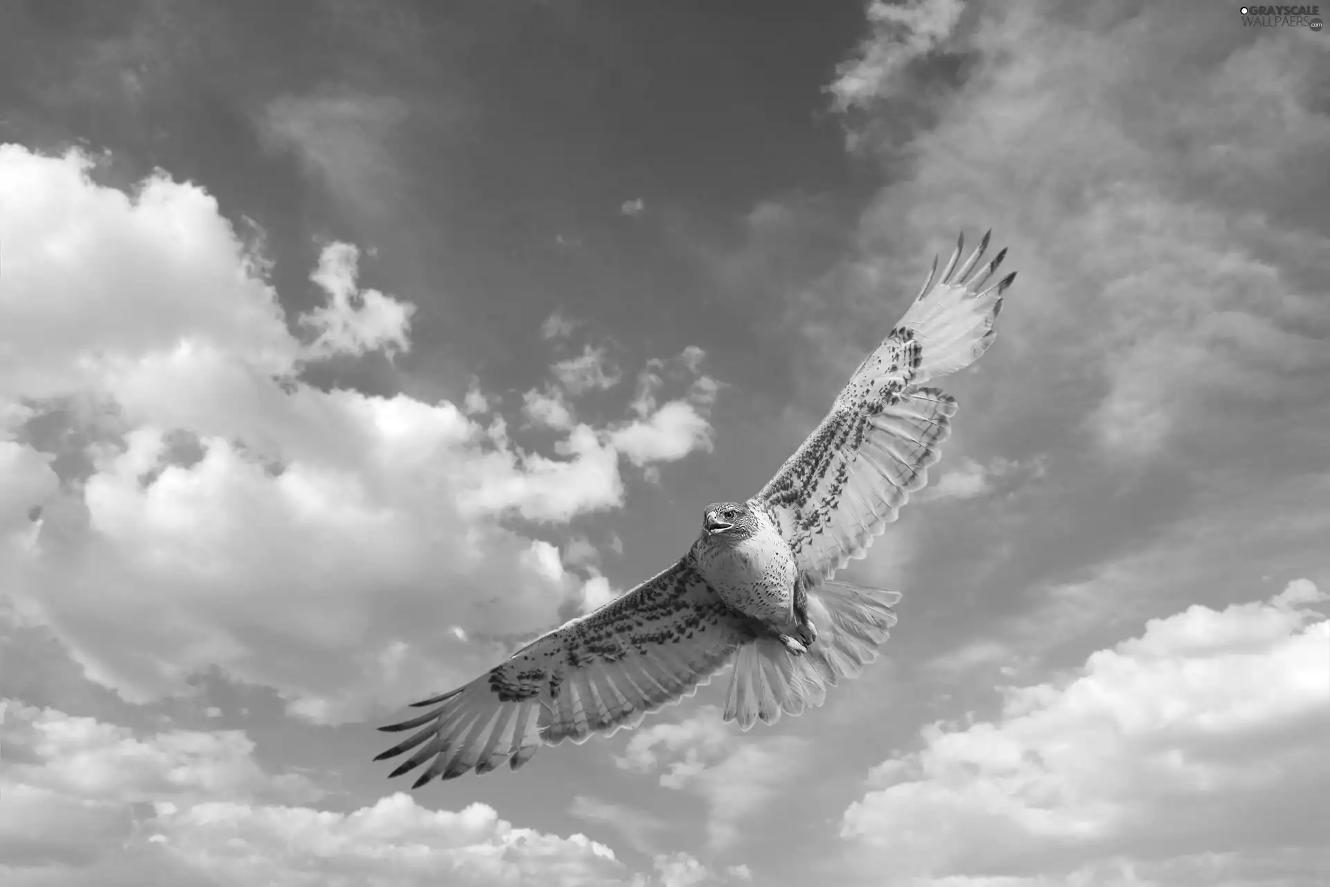 hawk, clouds
