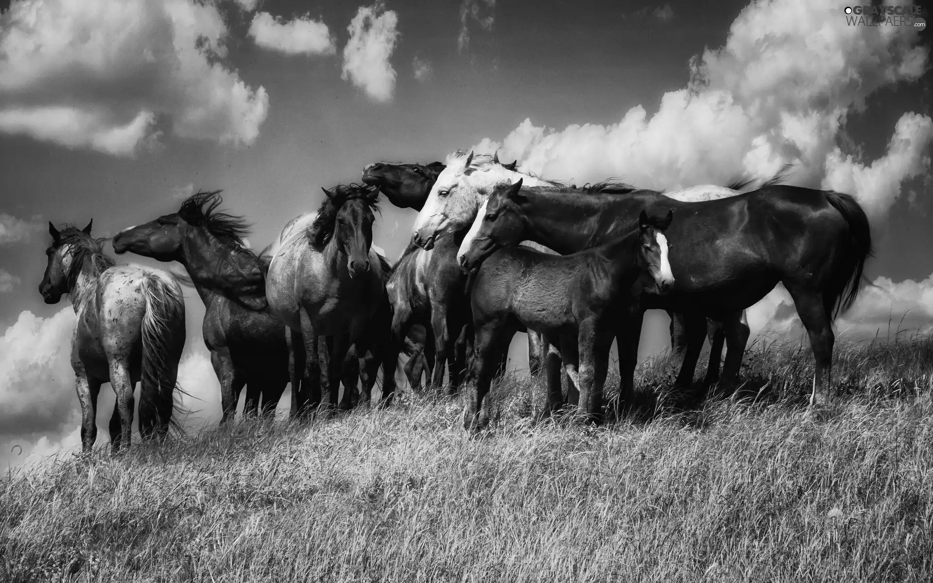 herd, Meadow, clouds, horses