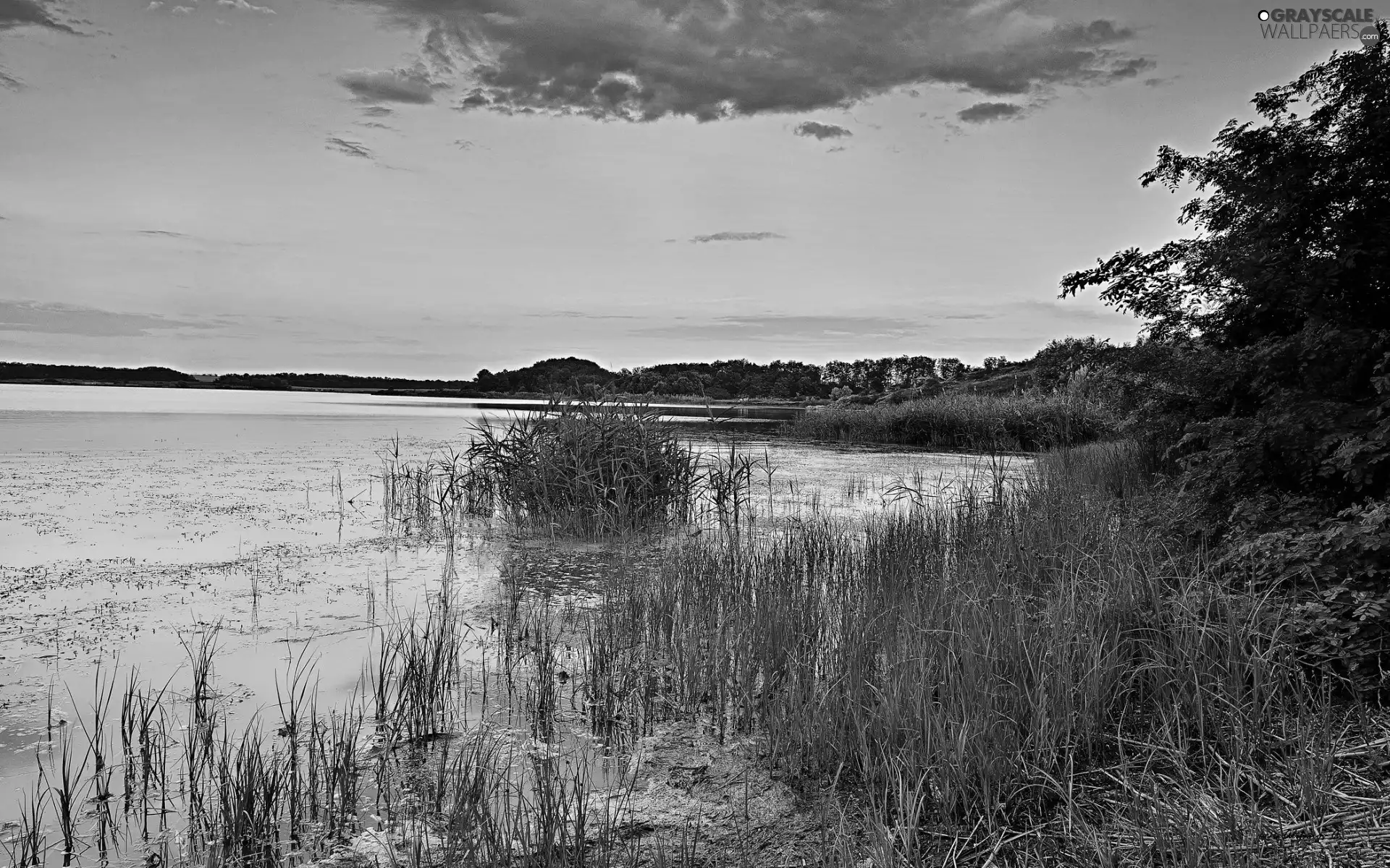 lake, grass, clouds, woods