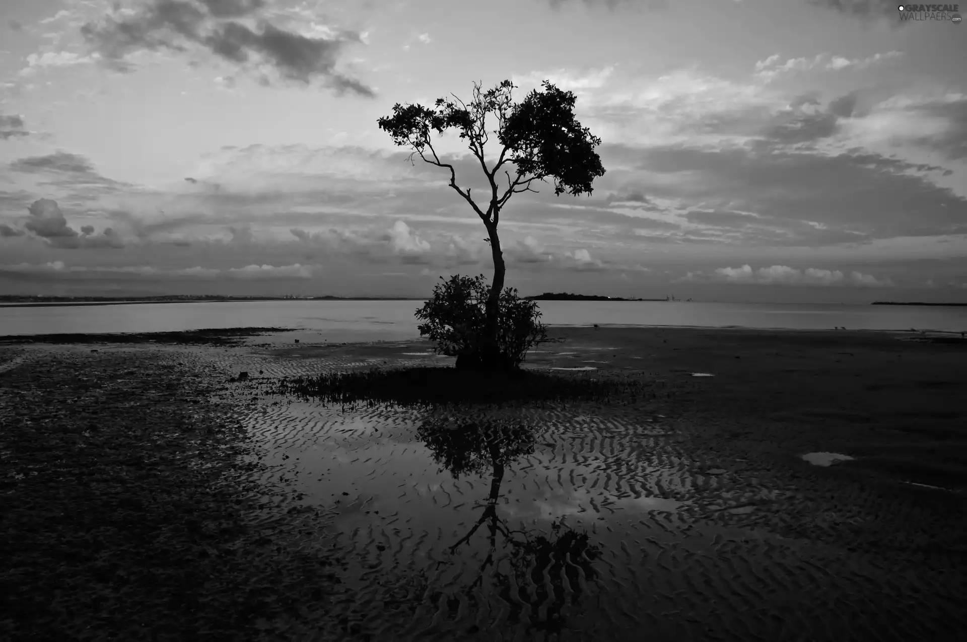 lake, trees, clouds, coast