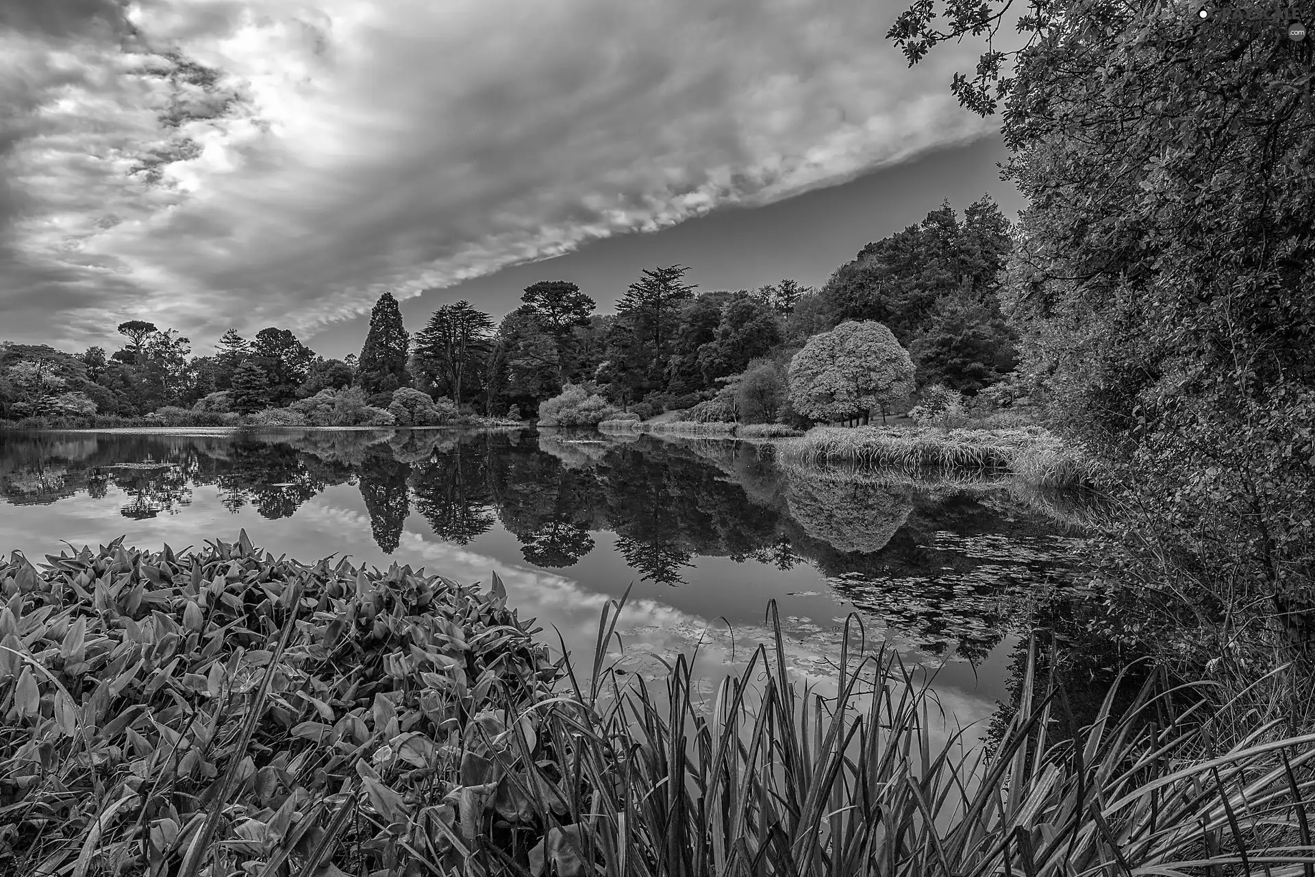 trees, Park, VEGETATION, clouds, viewes, lake