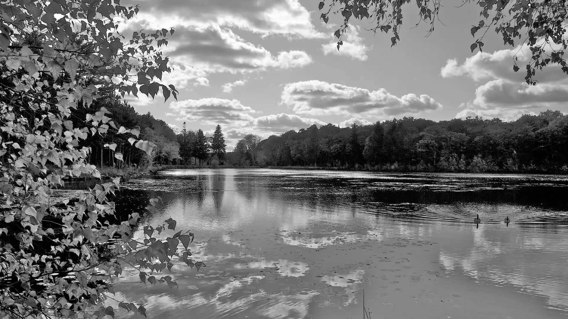 lake, woods, clouds, ducks