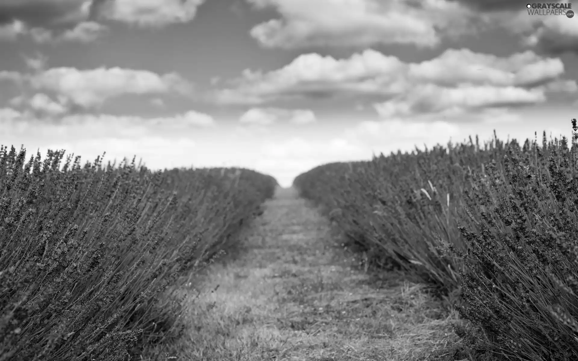 lavender, Sky, clouds, Field