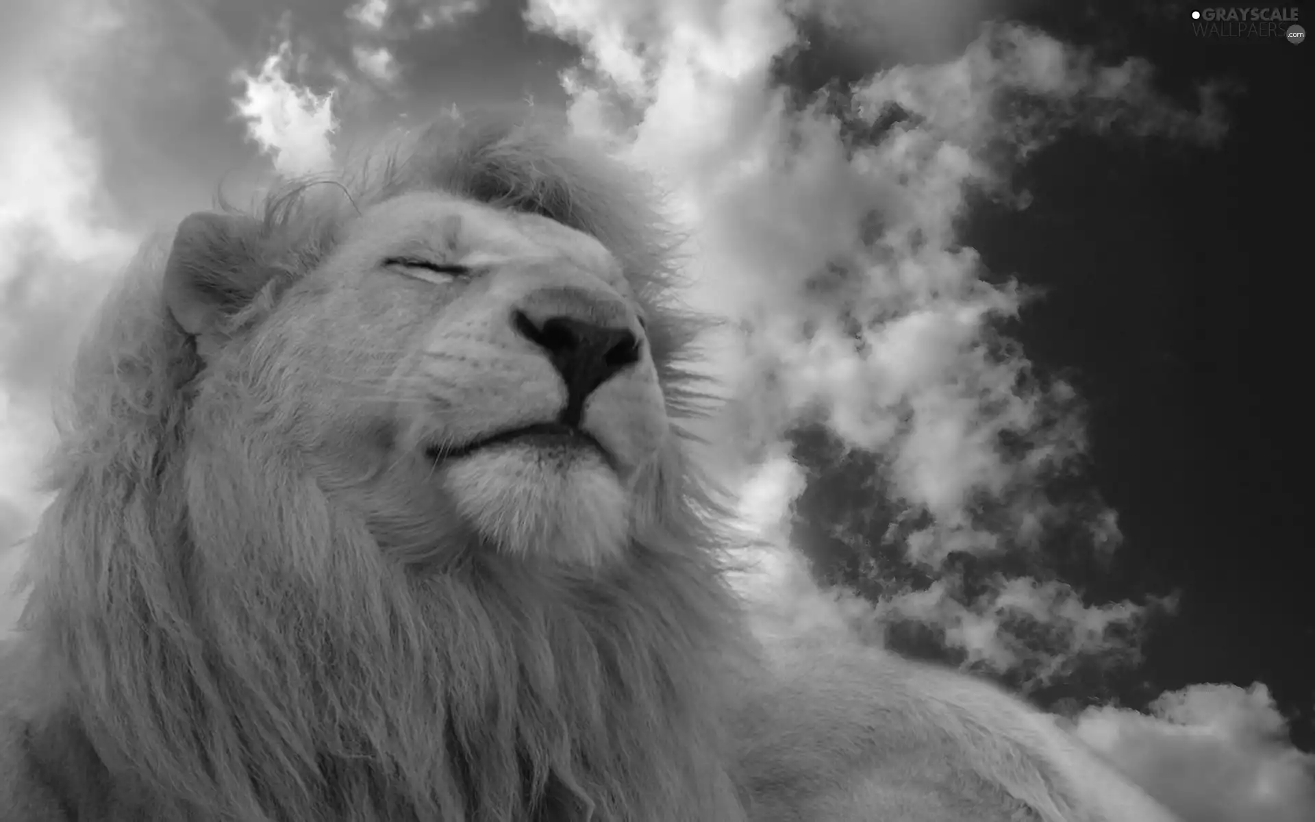 clouds, sleepy, Lion