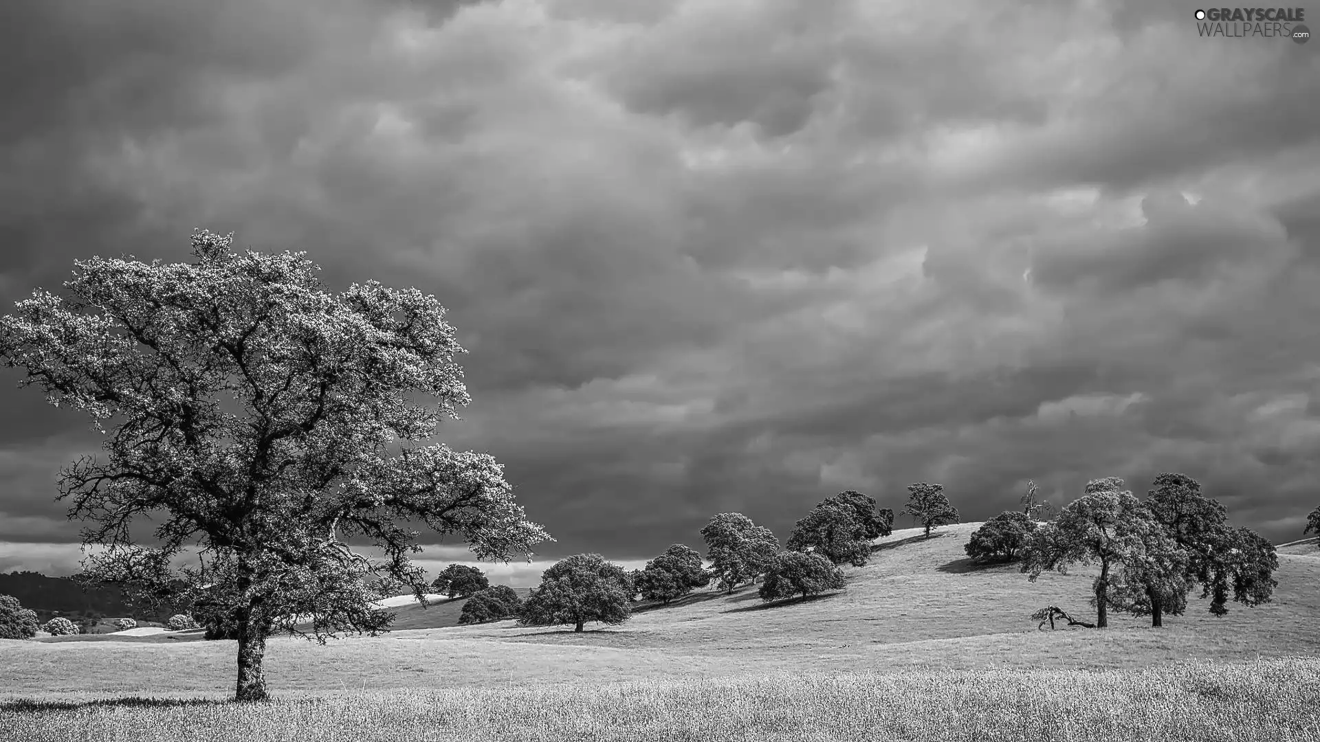 Lowland, viewes, clouds, trees