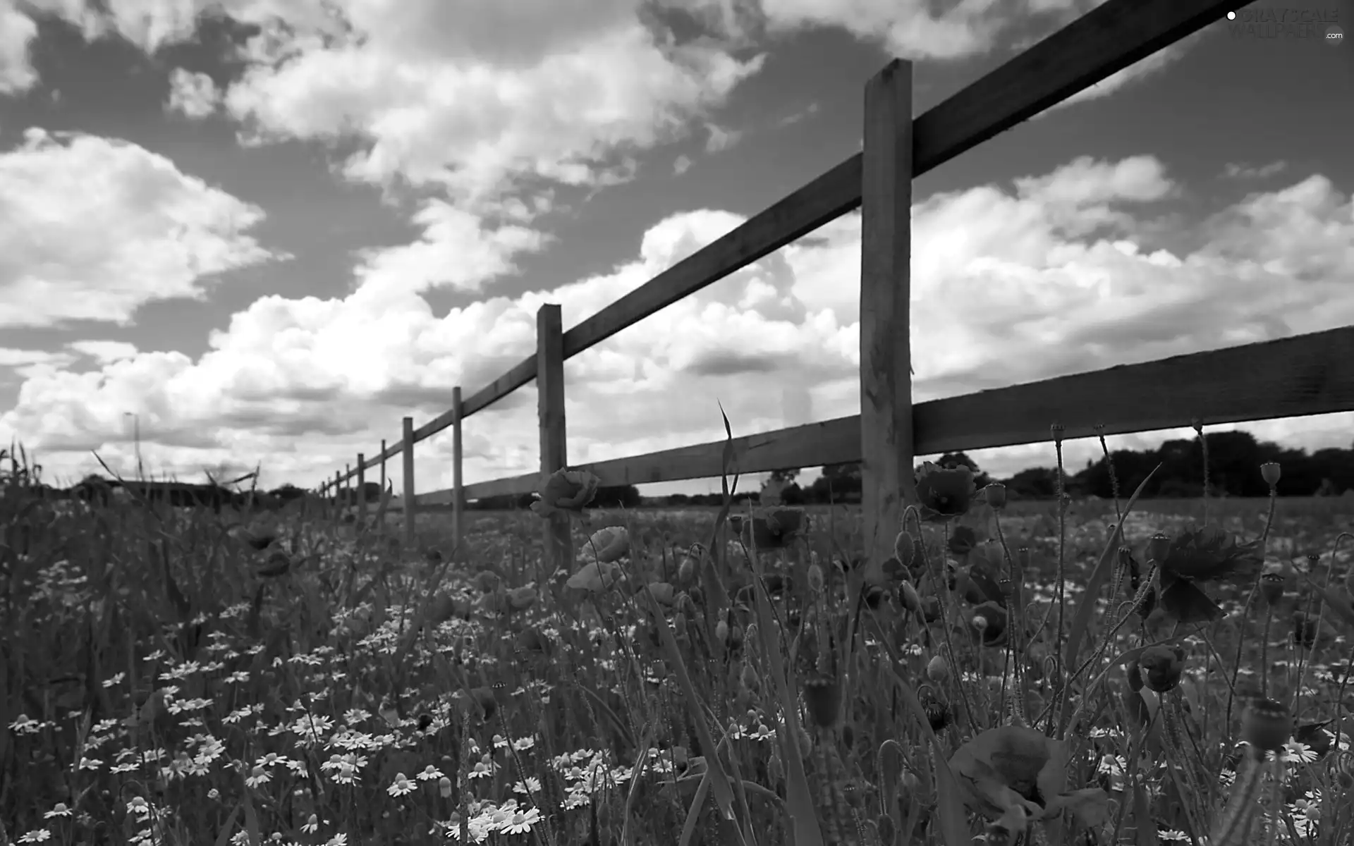 Meadow, Hurdle, clouds, papavers