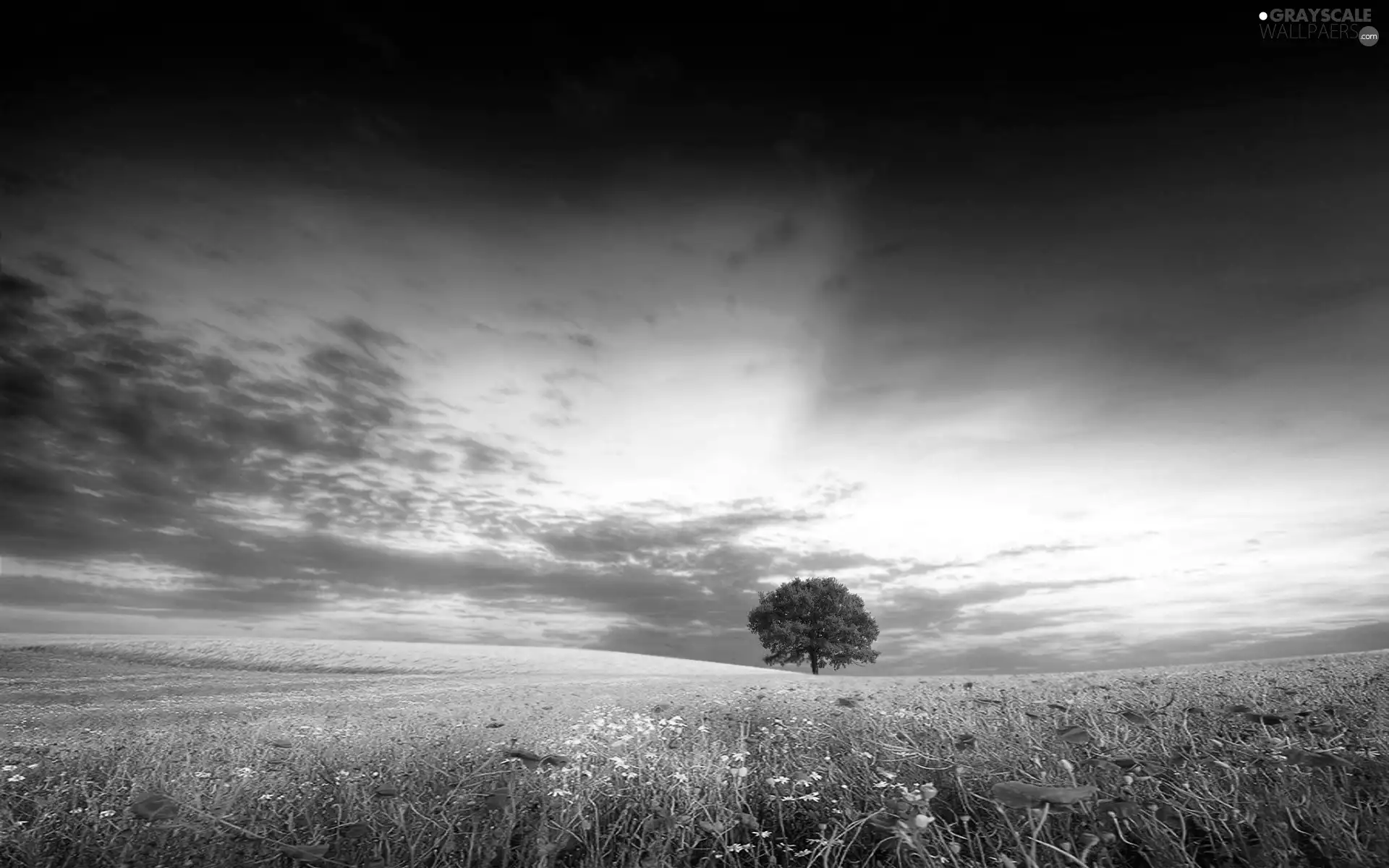 Meadow, trees, clouds, Flowers