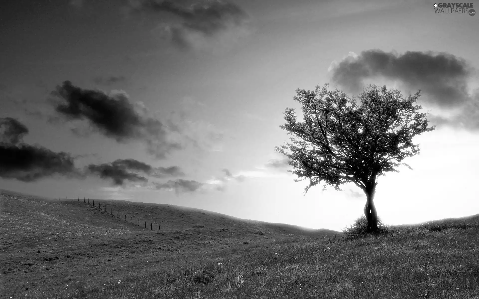 clouds, trees, Meadow