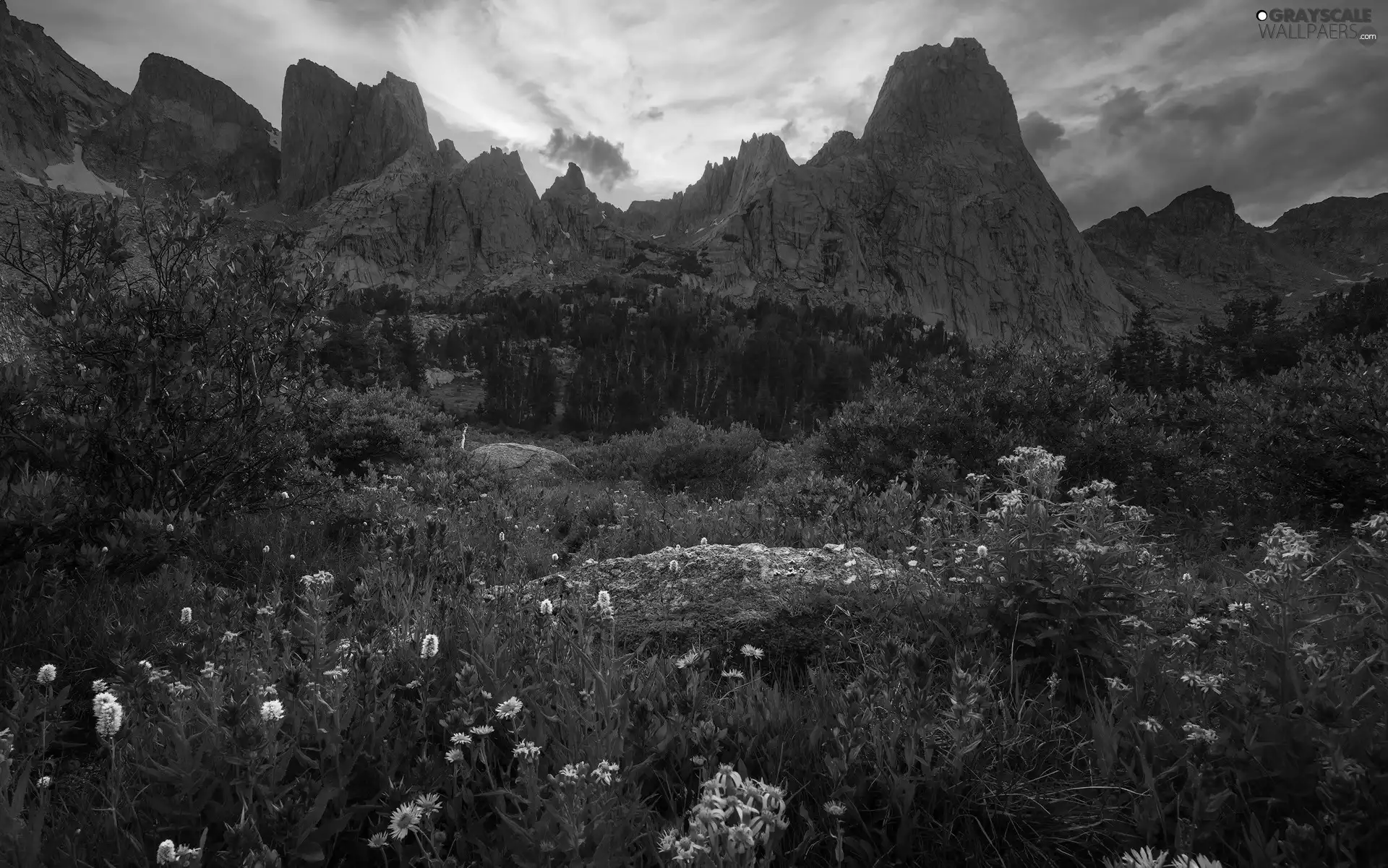 Flowers, Mountains, viewes, clouds, trees, Meadow