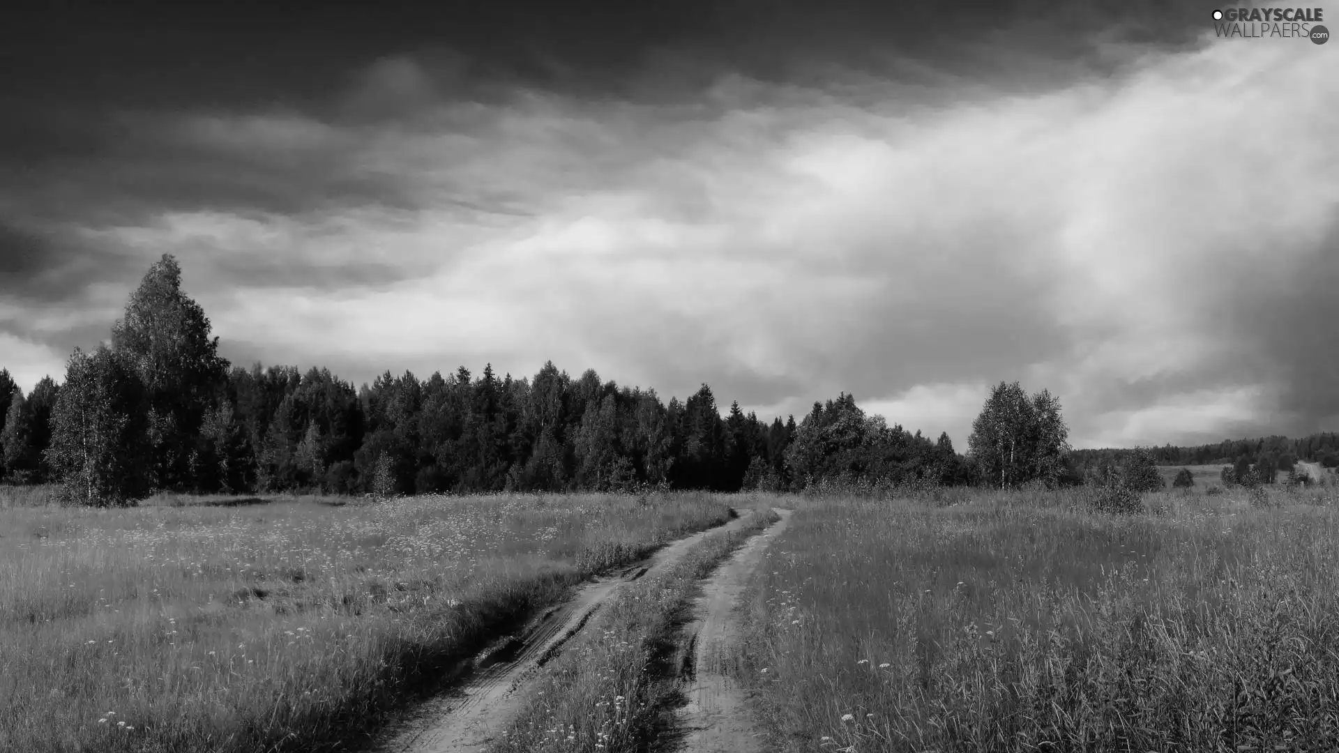 medows, forest, clouds, Way