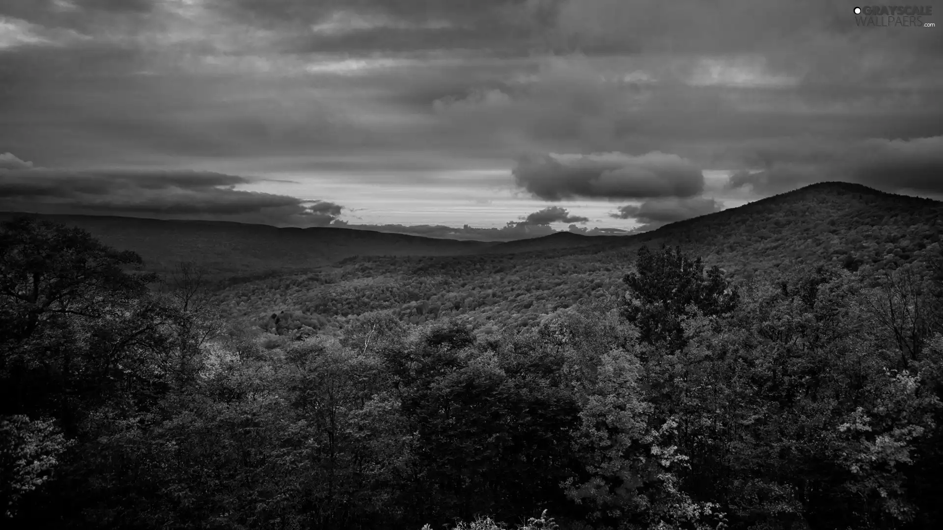 clouds, forest, Mountains