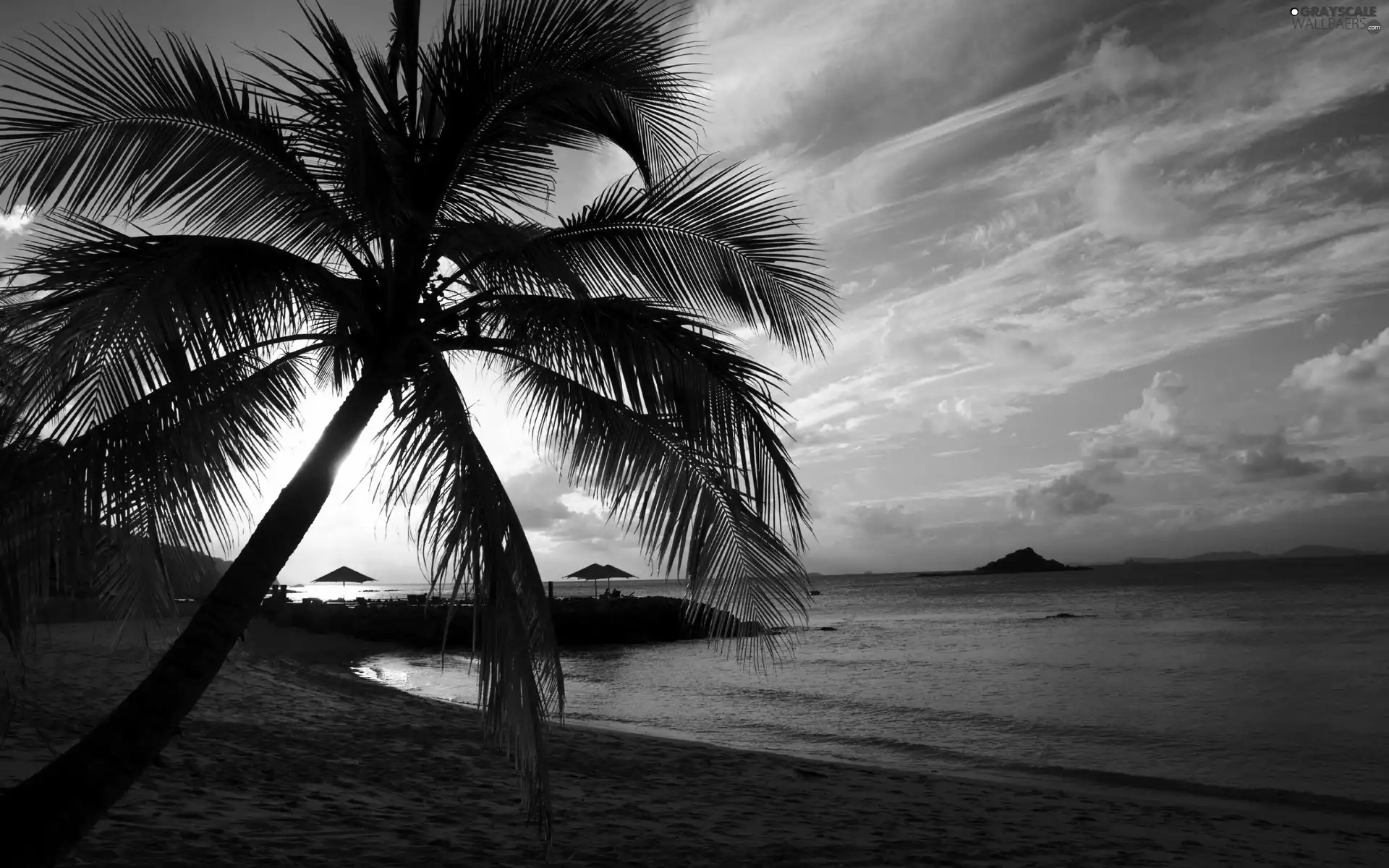 Palm, Beaches, clouds, water