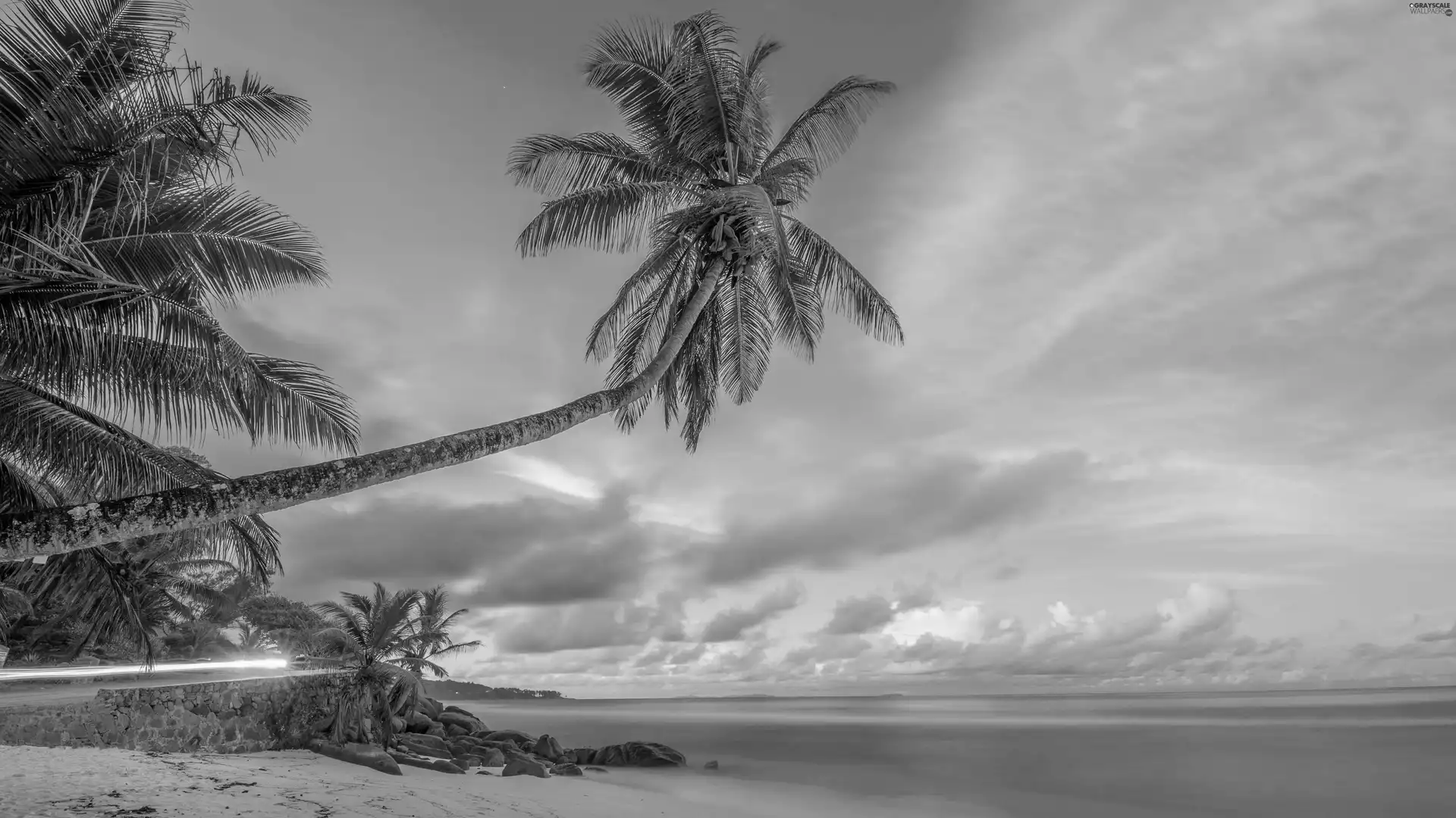 clouds, sea, Palm