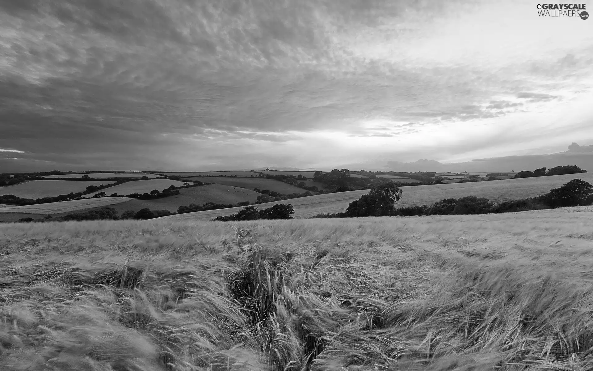 clouds, panorama, corn, medows, field