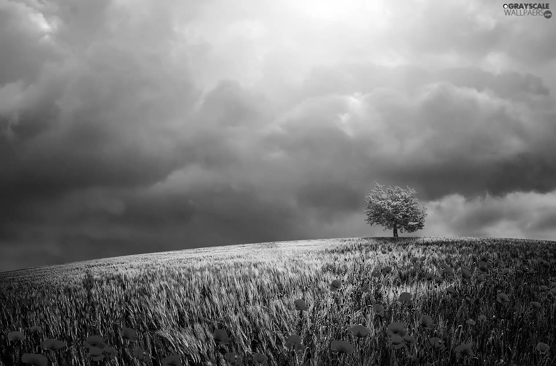clouds, papavers, corn, trees, Field