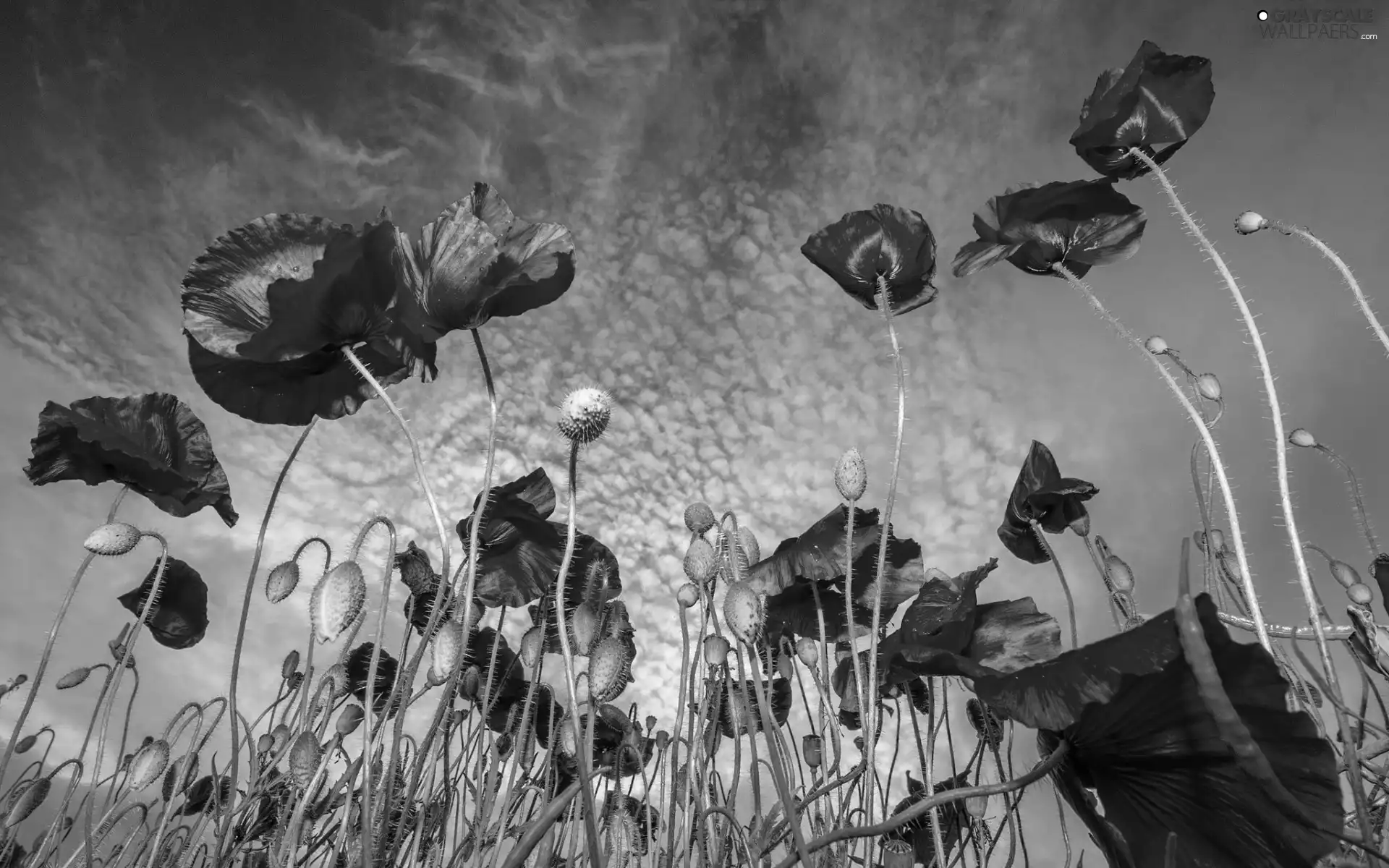 clouds, Red, papavers