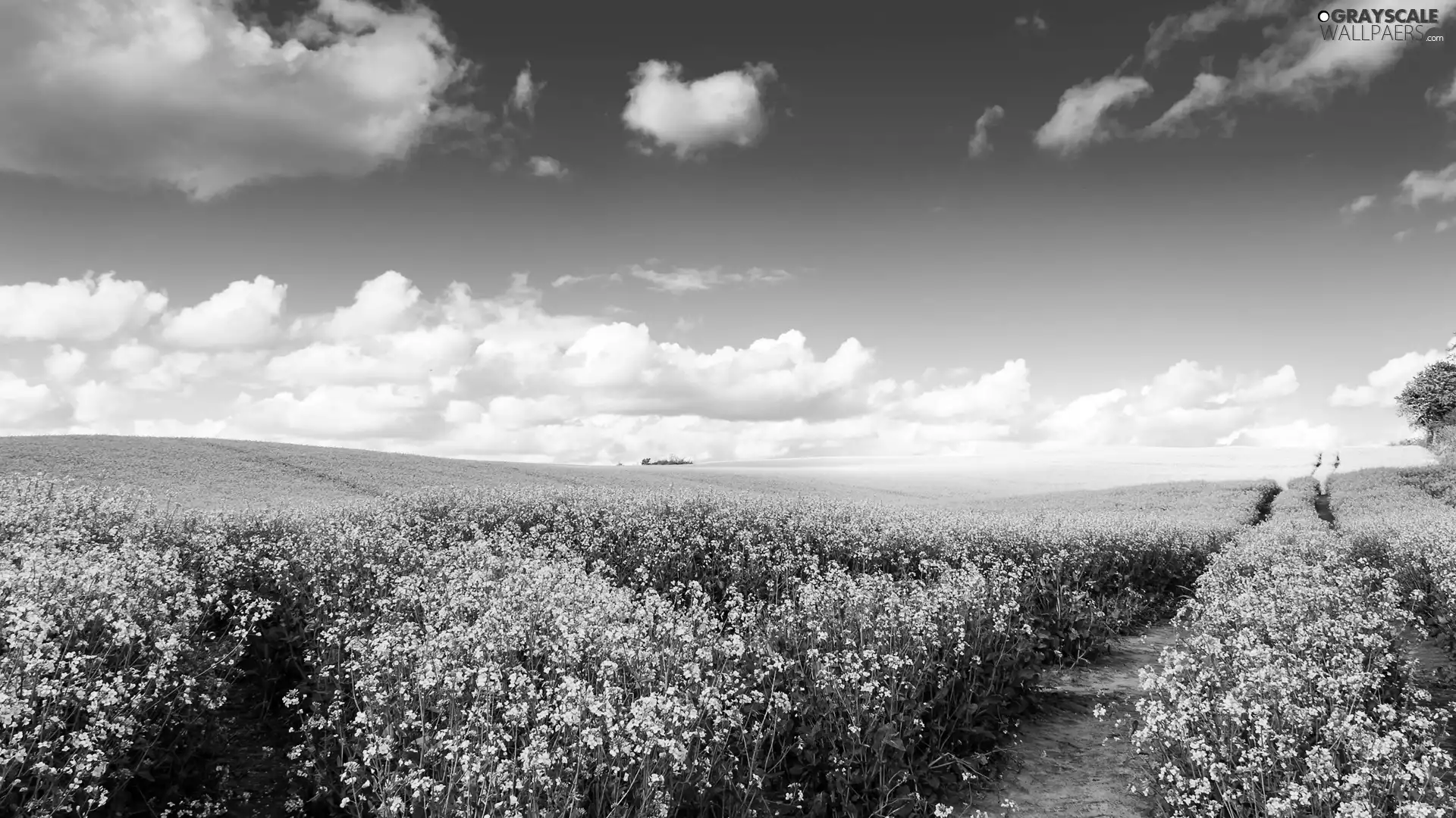 clouds, Field, Path