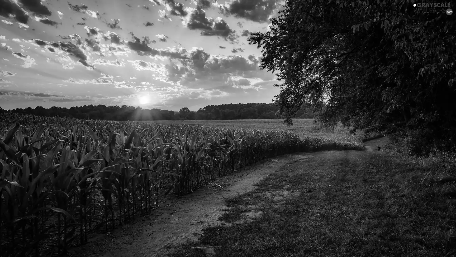 trees, Field, Sunrise, clouds, viewes, Path