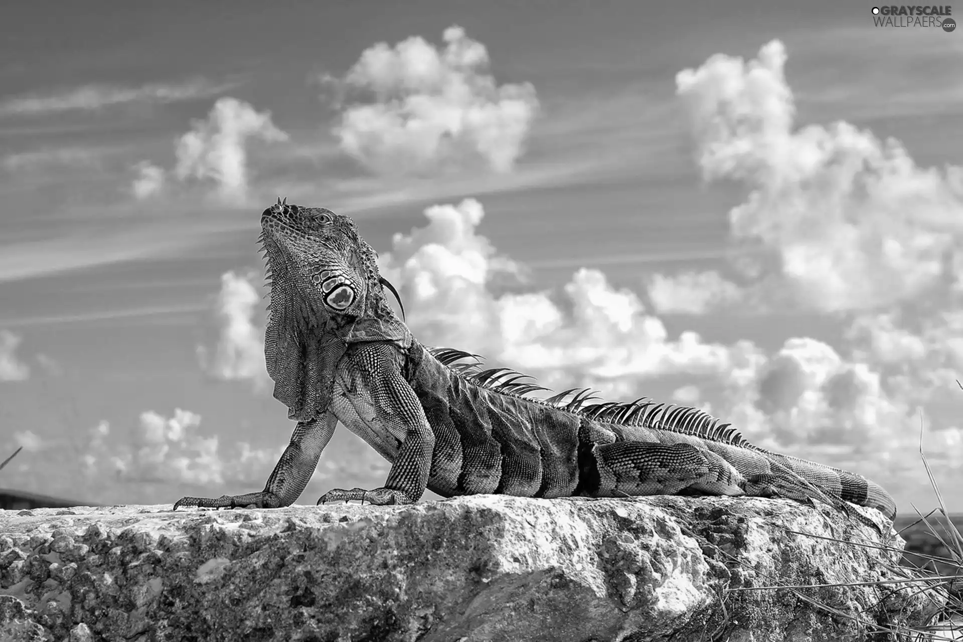 clouds, Iguana, Rocks