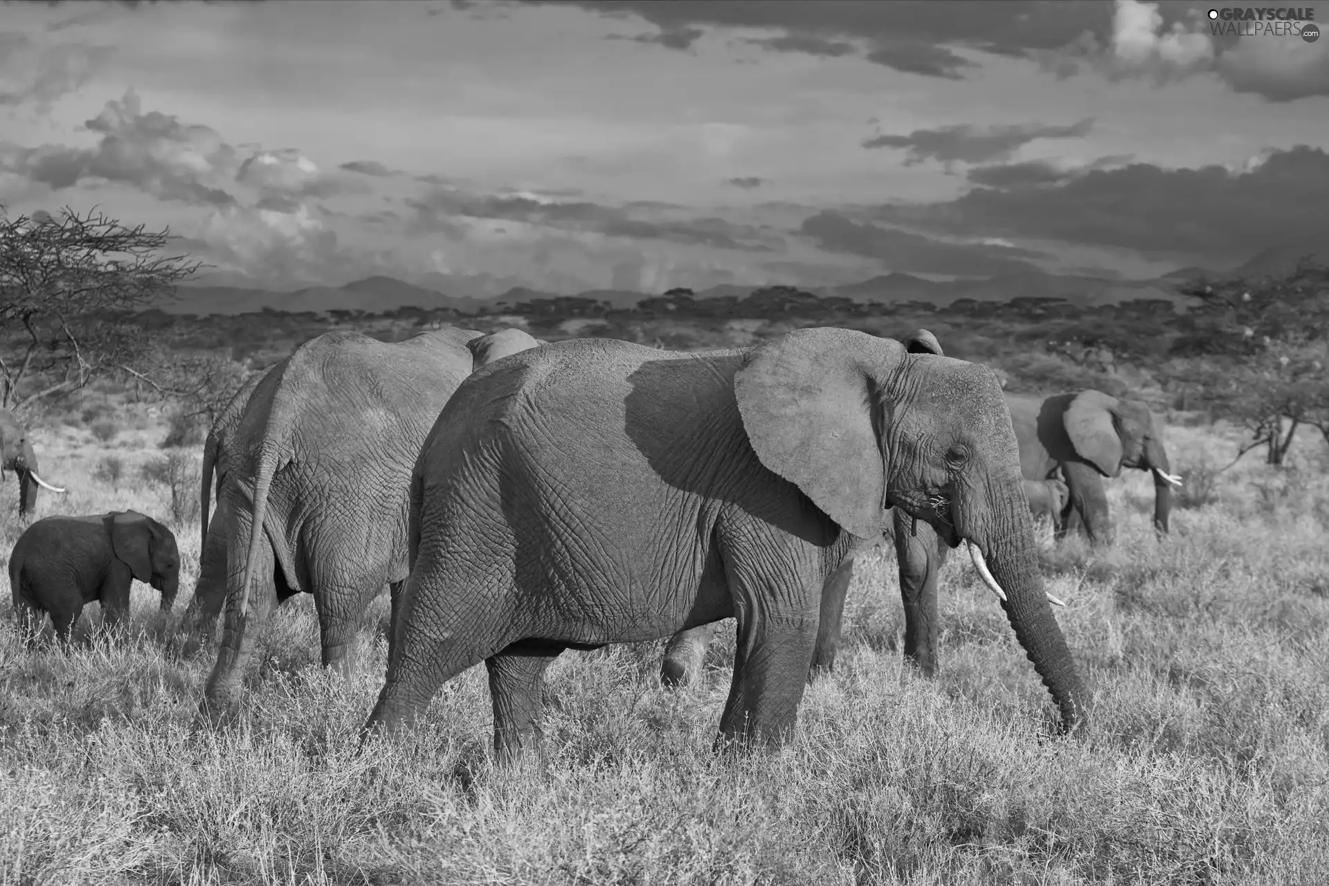 clouds, Elephants, savanna