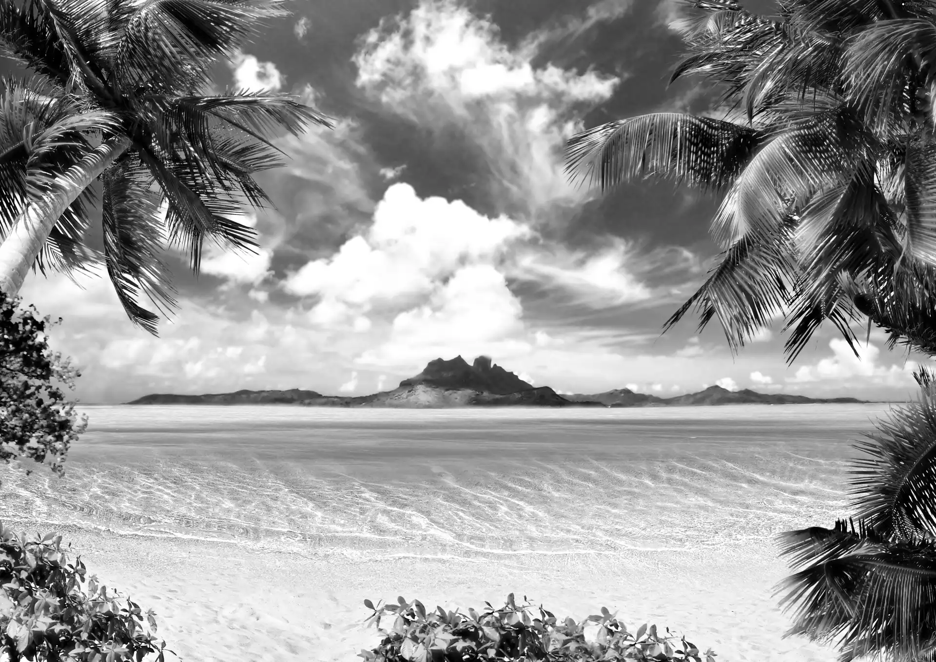 sea, Palms, clouds, Beaches