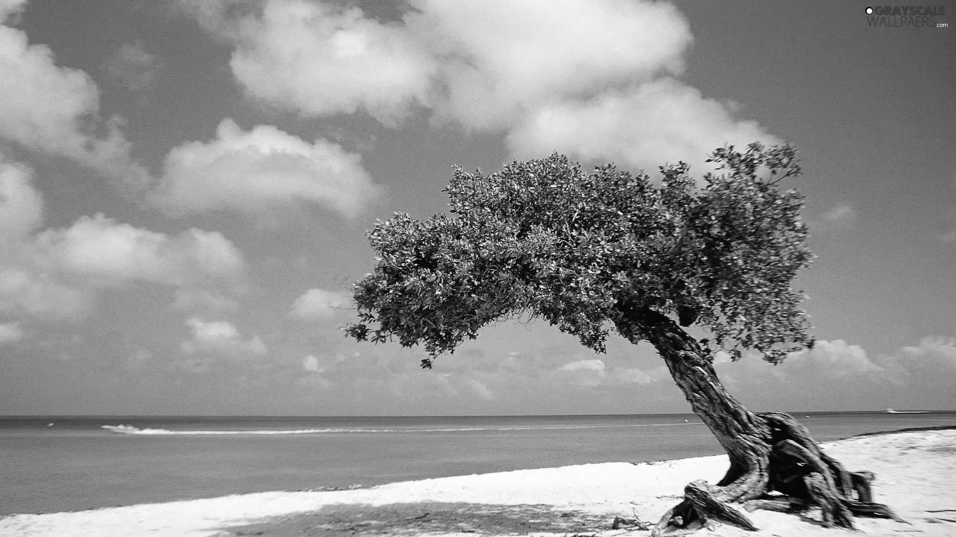 clouds, trees, sea