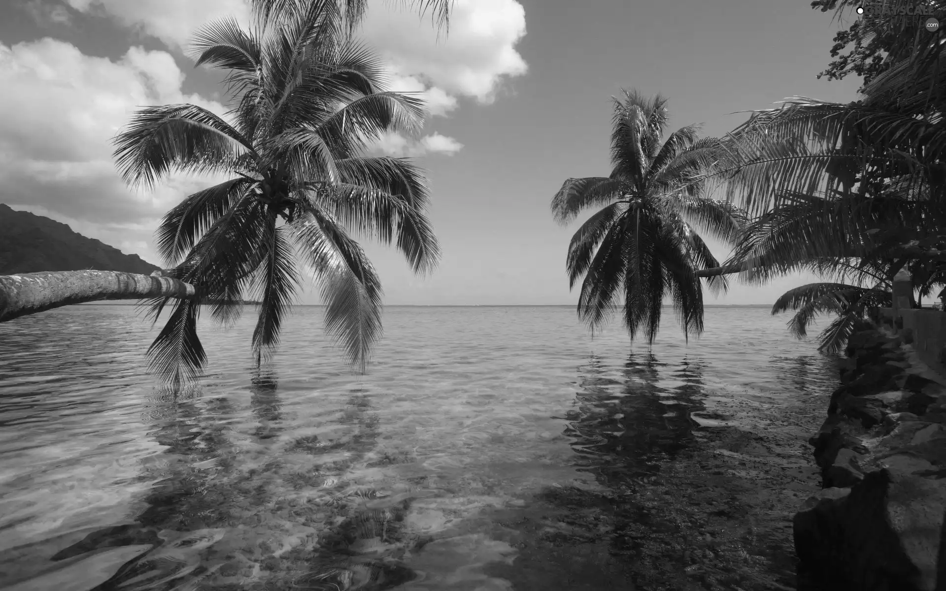 sea, White, clouds, Palms