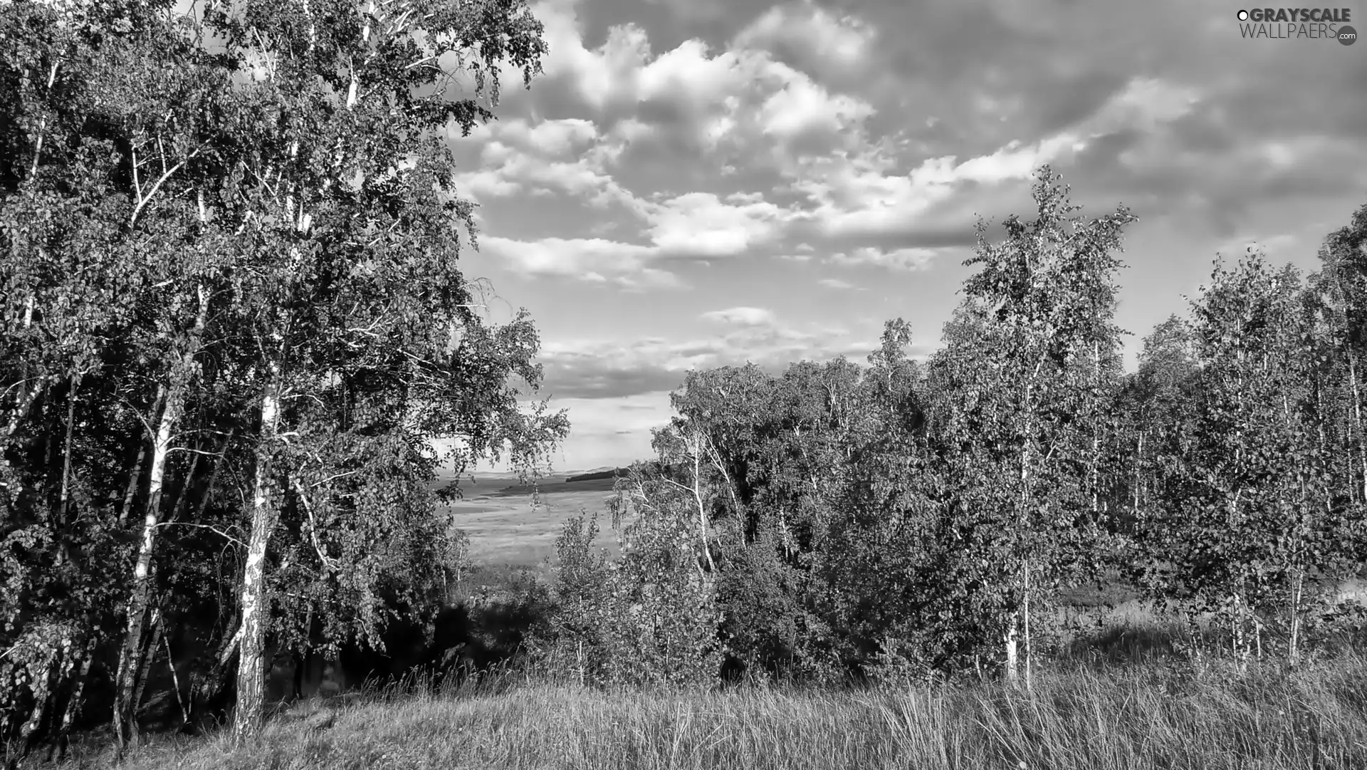 clouds, birch, Sky