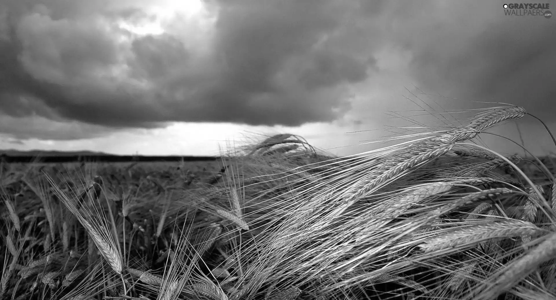 Clouds, Sky, Ears, cereals, folded