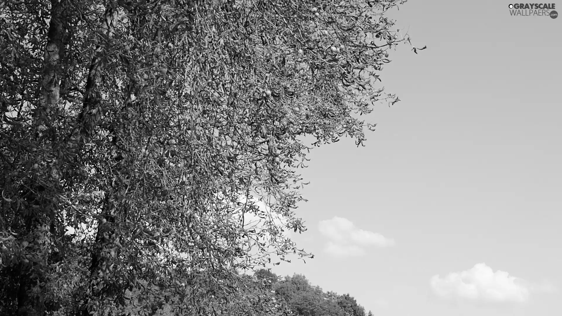 clouds, Sky, chestnuts, Leaf, trees