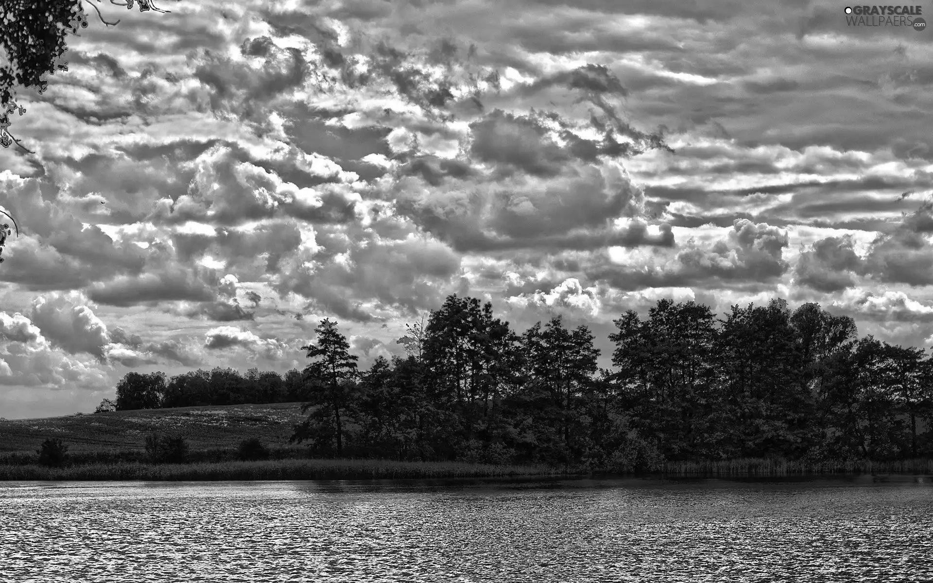 trees, high, Clouds, Sky, viewes, River