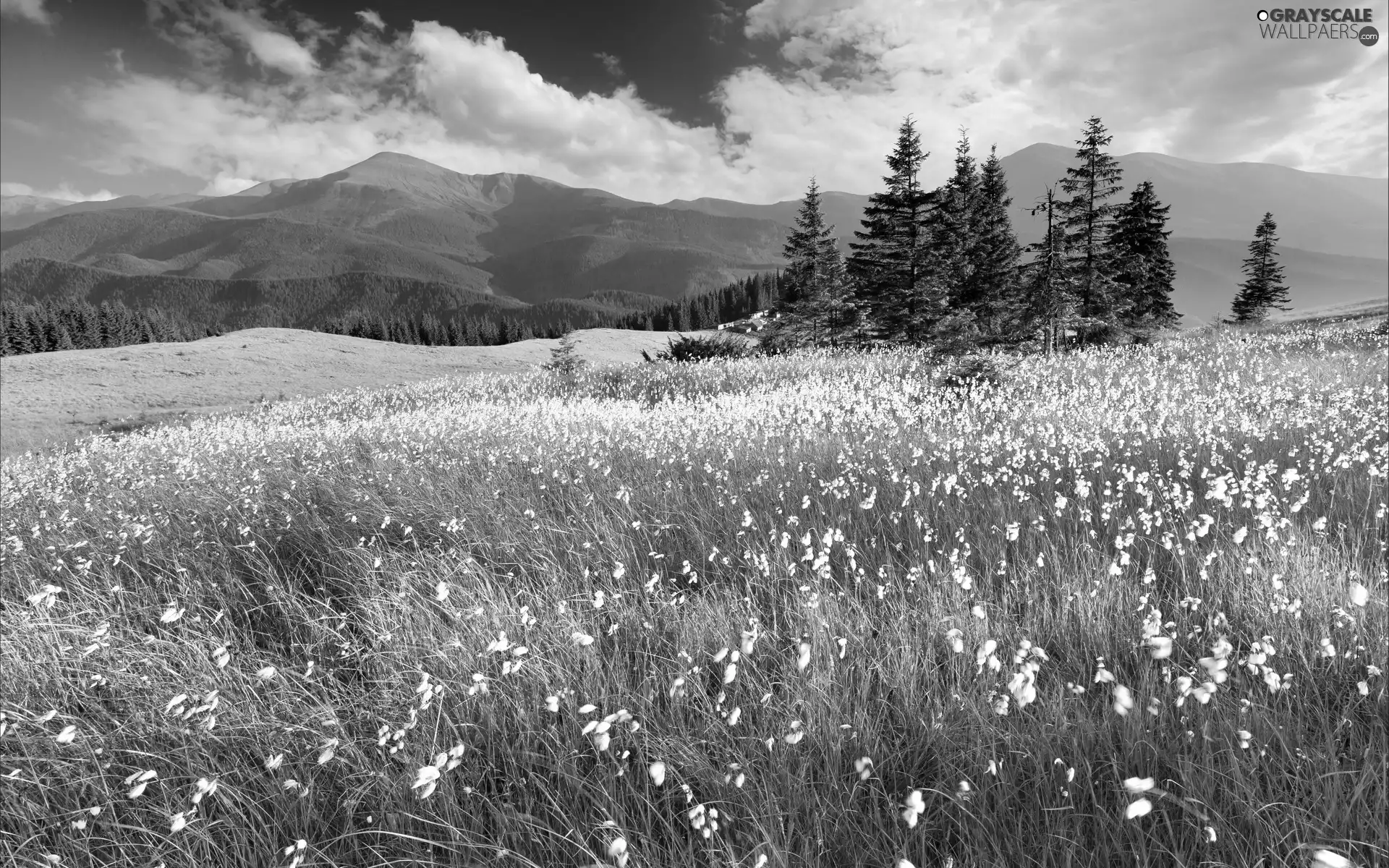 woods, Meadow, clouds, Spring, Mountains, Flowers