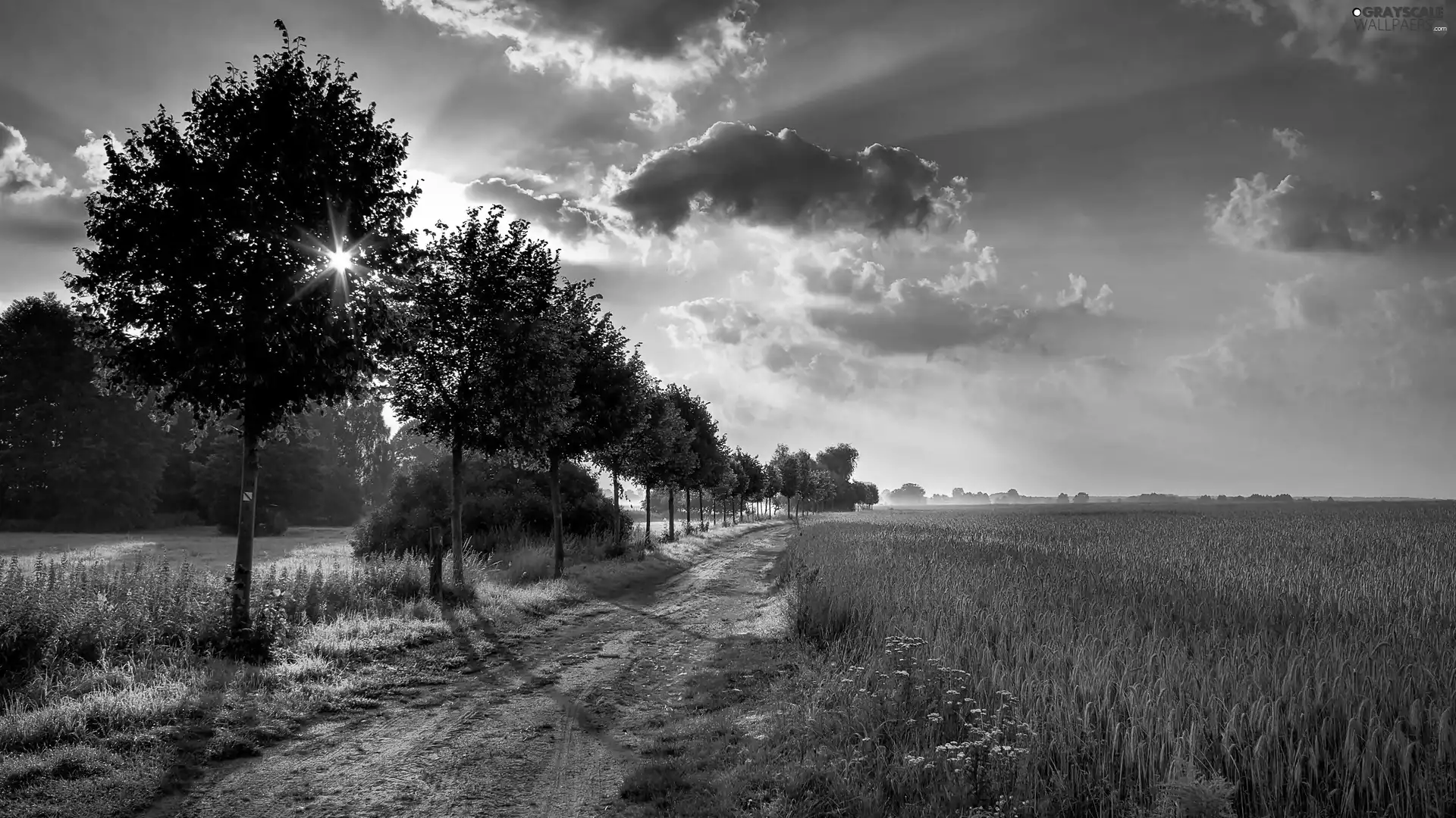 Field, viewes, rays, Way, trees, clouds, sun