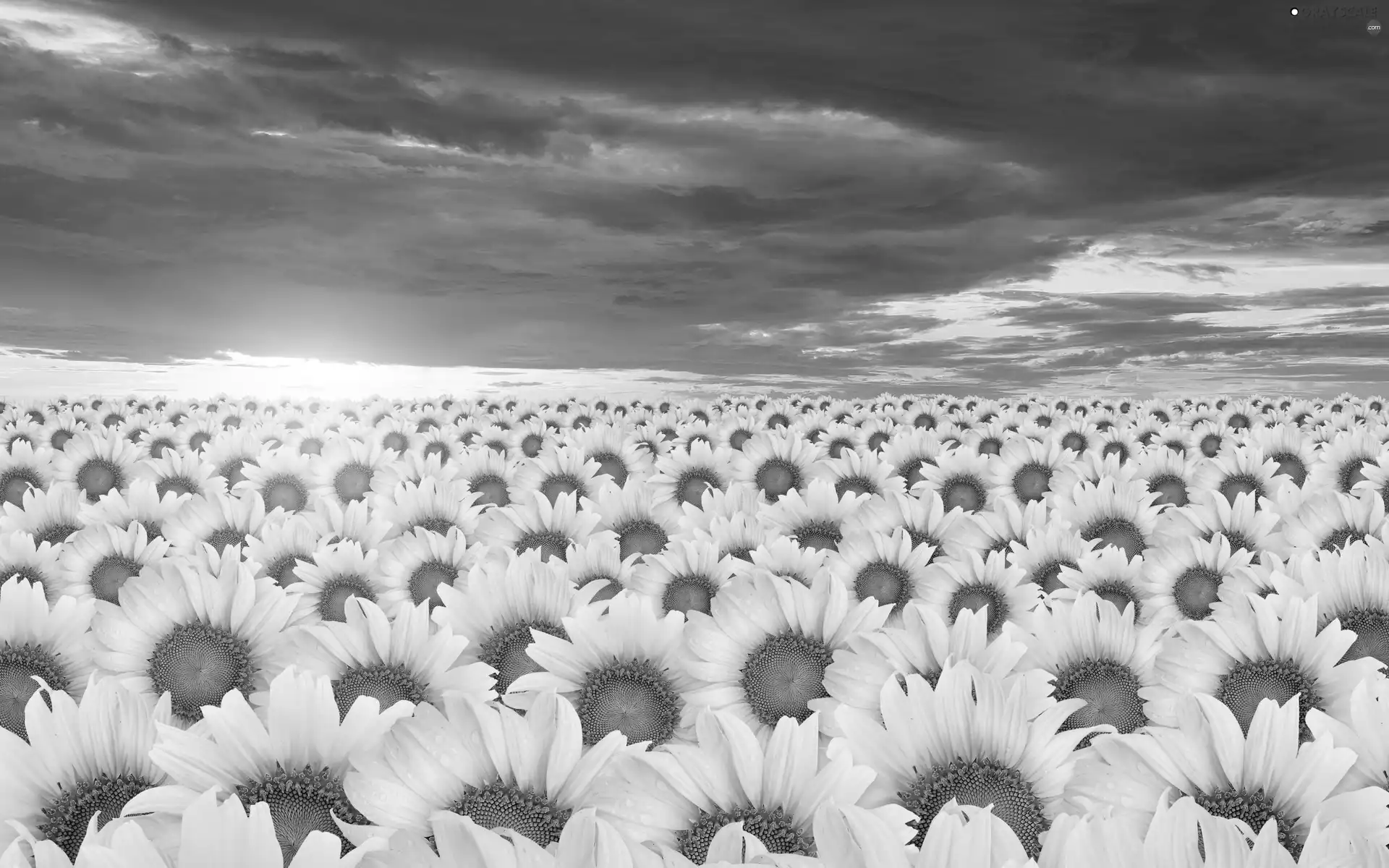 Nice sunflowers, Sky, clouds, Black