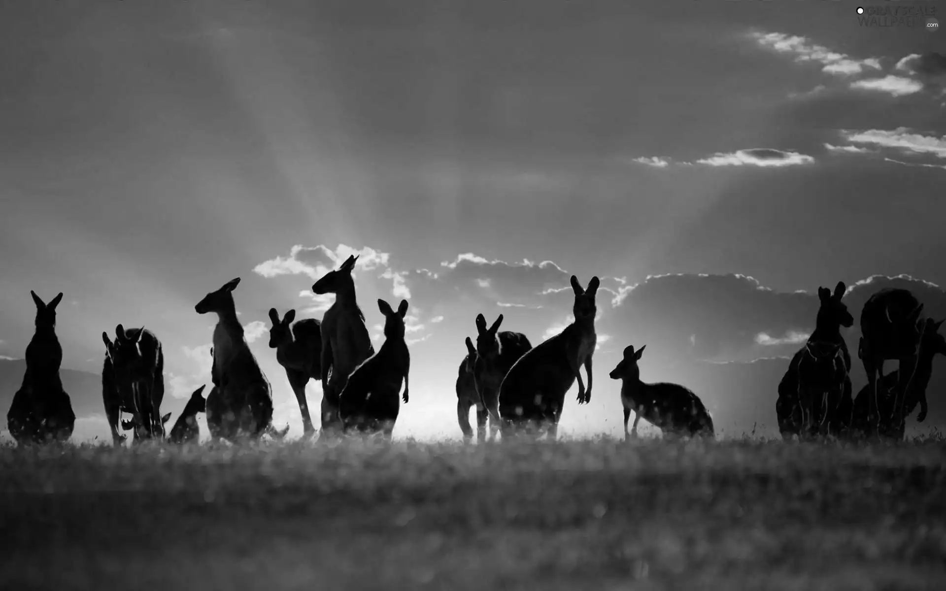 clouds, kangaroo, Sunrise