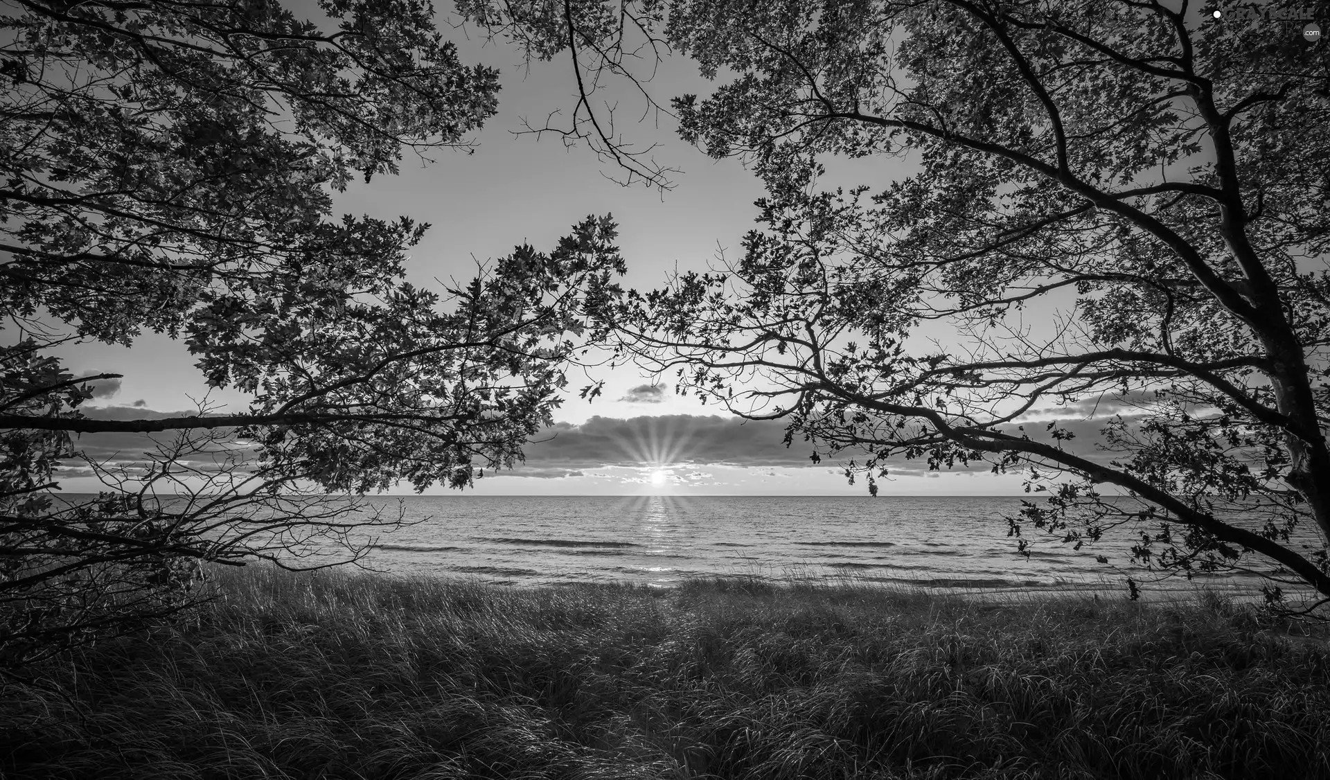 trees, lake, Sunrise, clouds, viewes, branch pics