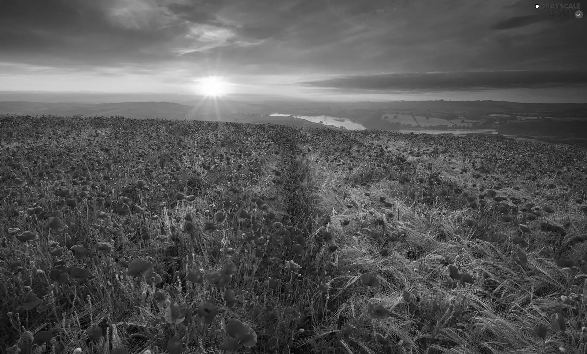 clouds, Great Sunsets, corn, papavers, Field