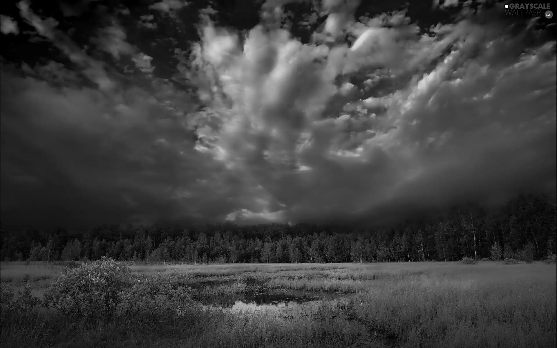 swampy, forest, clouds, Meadow