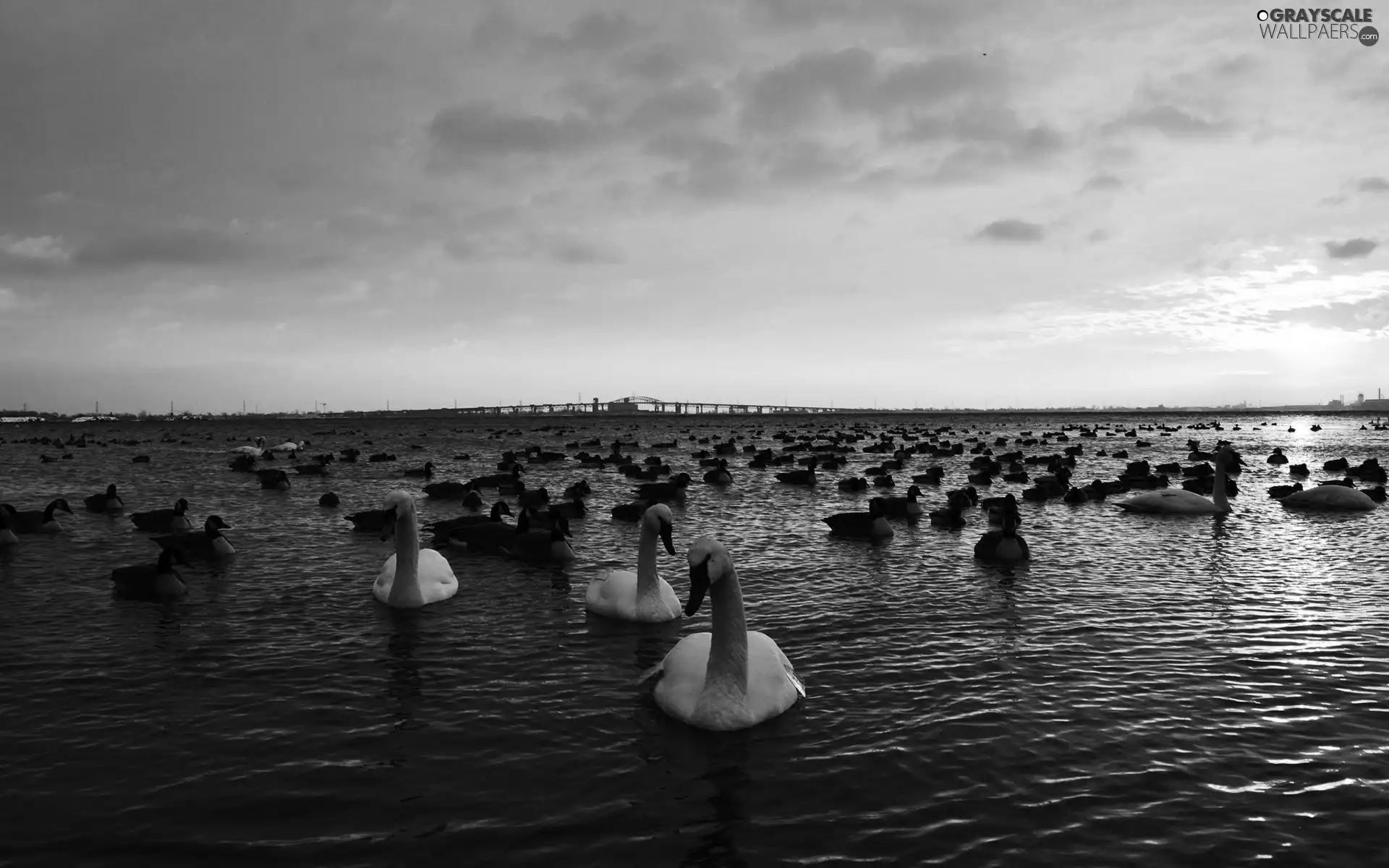 clouds, lake, Swan